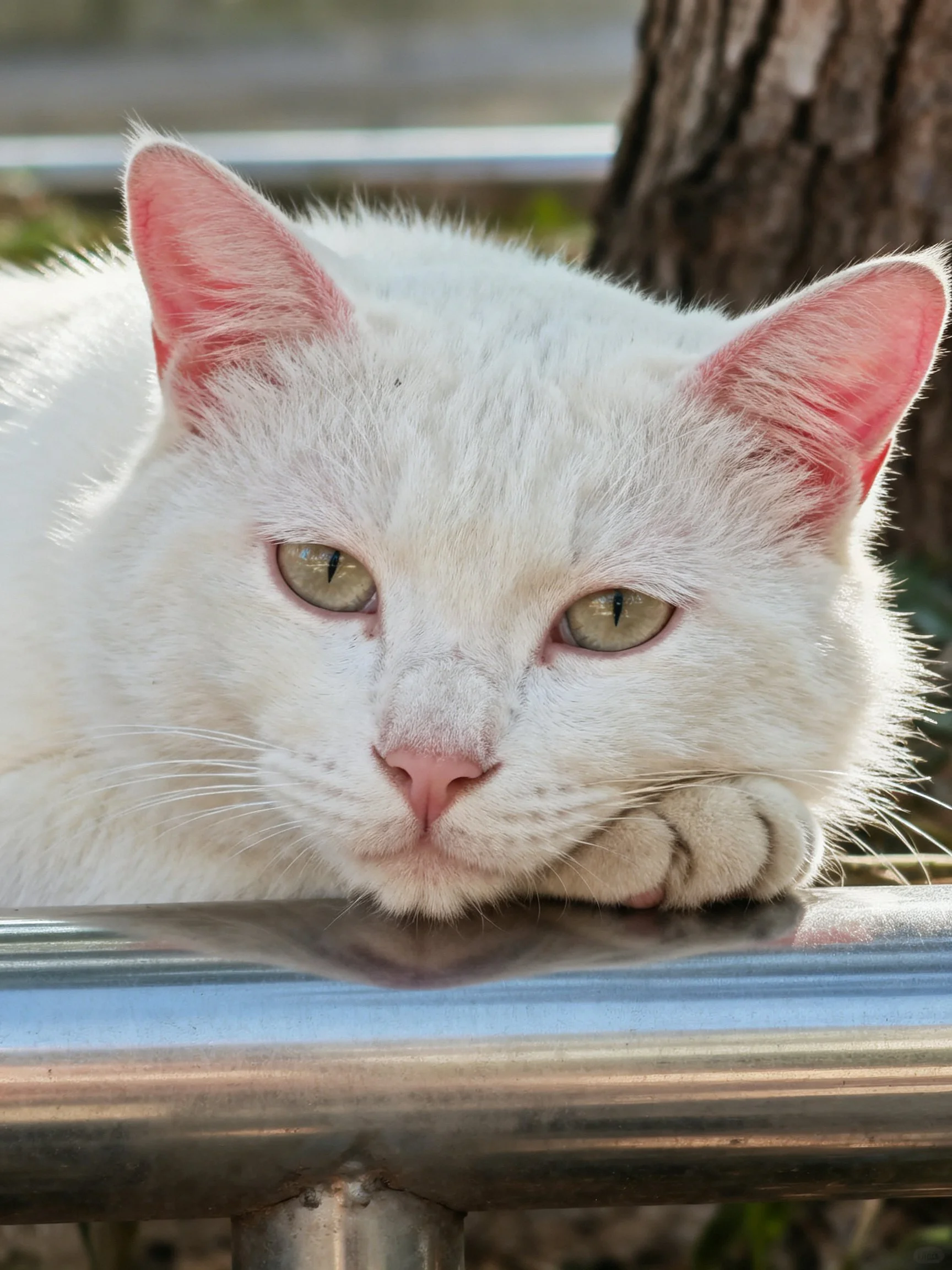 White cat resting by metallic railing near tree