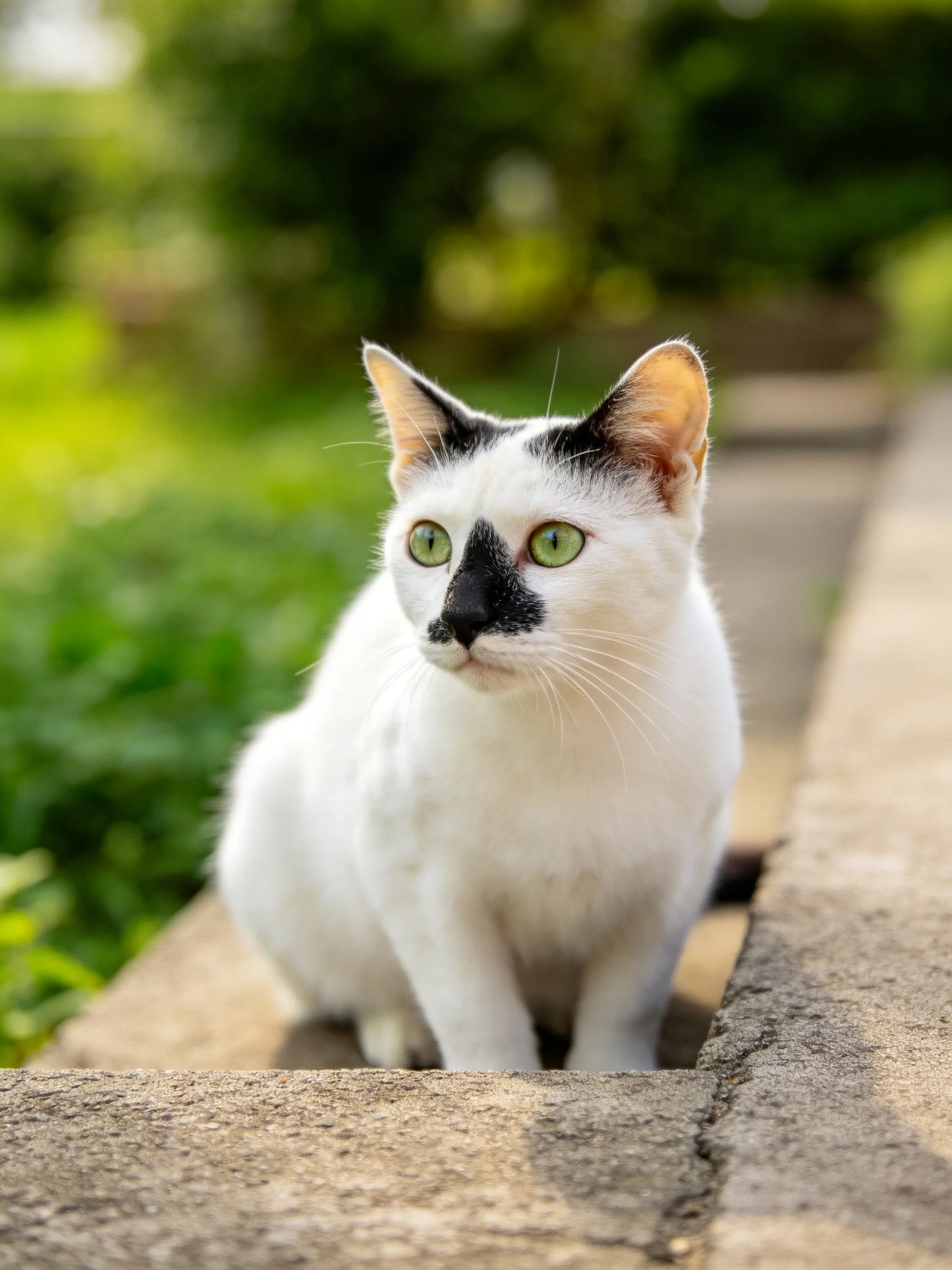 White cat with black facial patches near stone structures