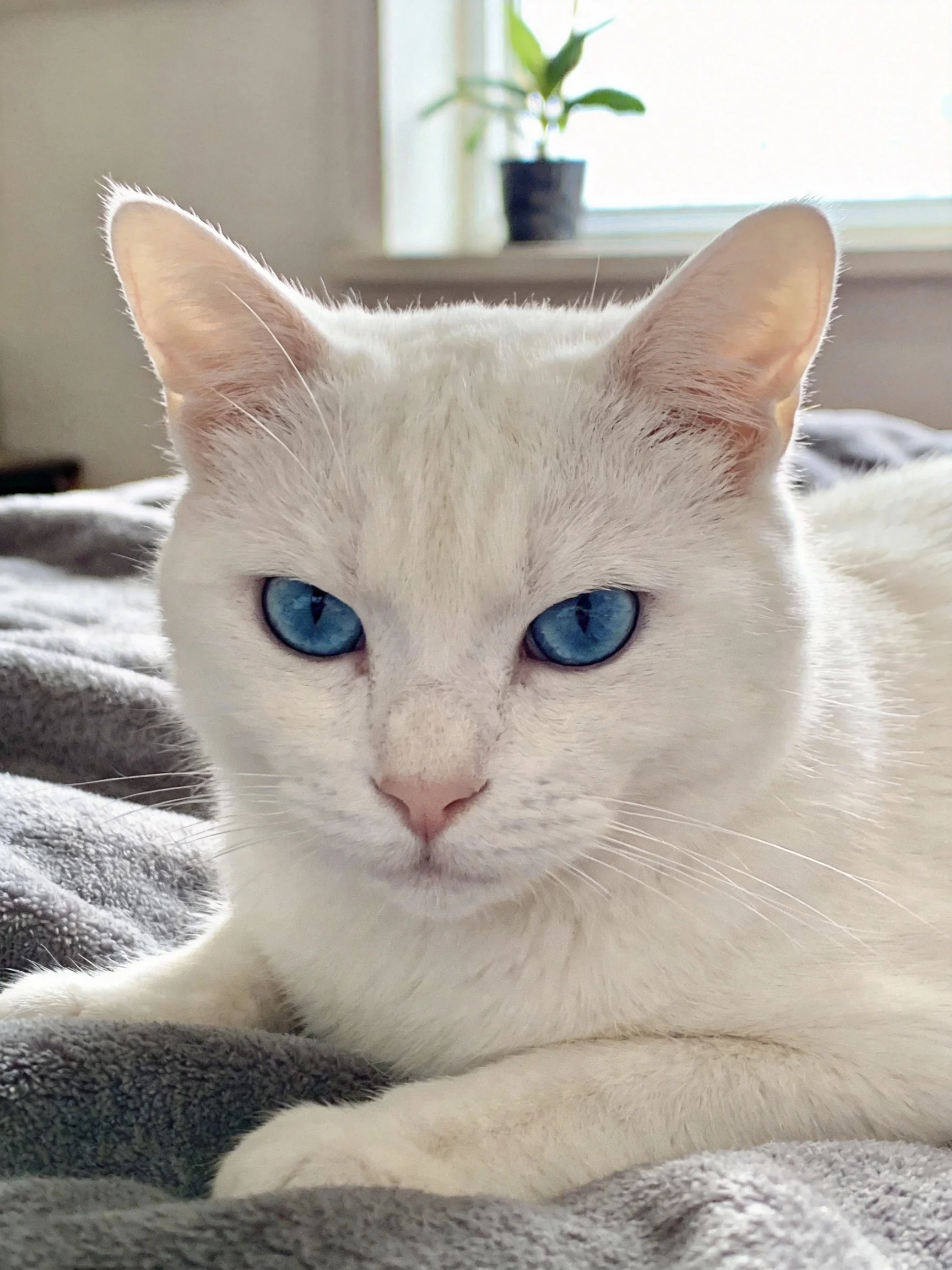 A white cat with blue eyes relaxes on a gray blanket by a sunlit window.