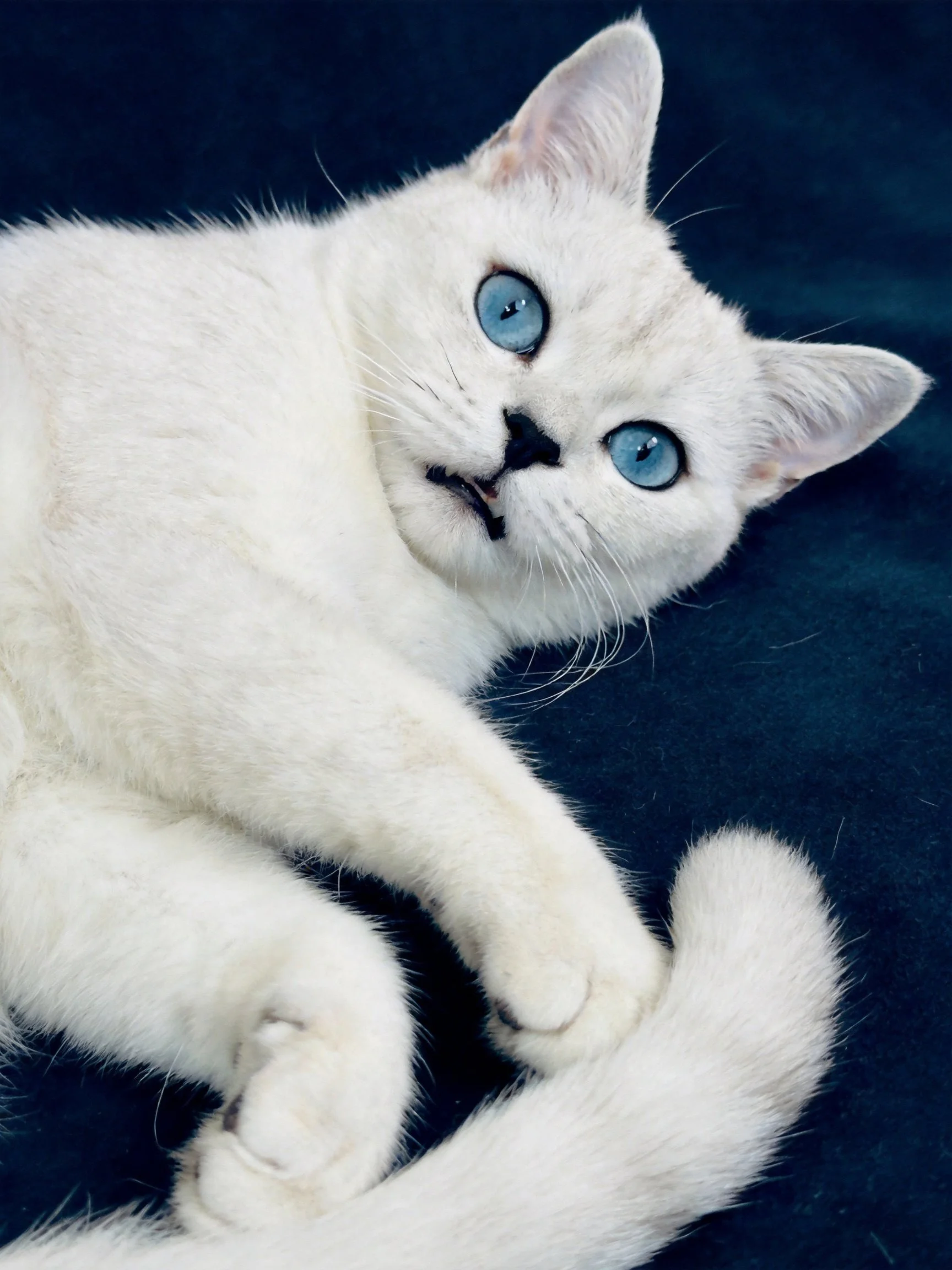 A white cat with blue eyes rests on a dark fabric surface.