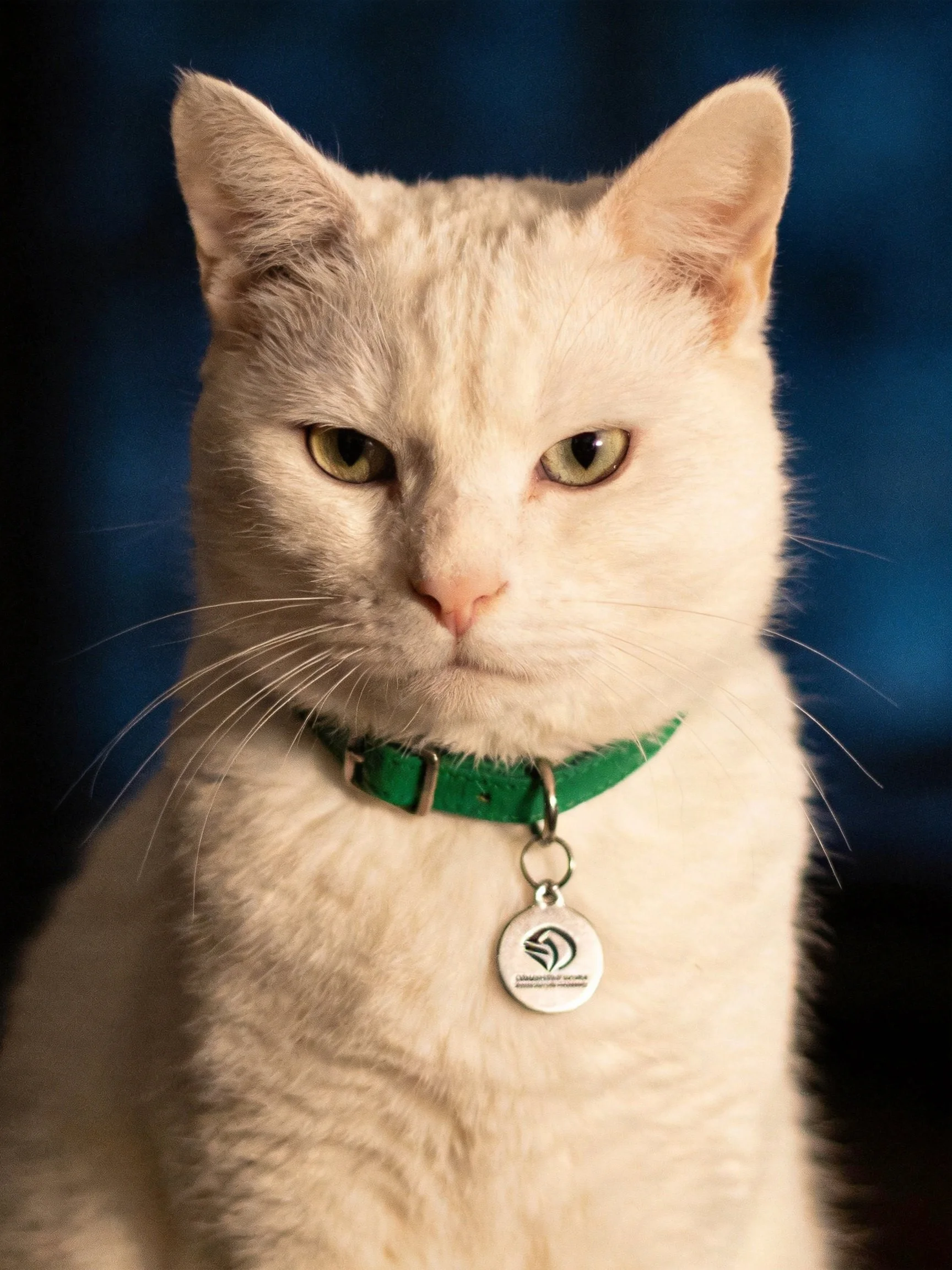 A white cat with a green collar sits against a dark blue background.
