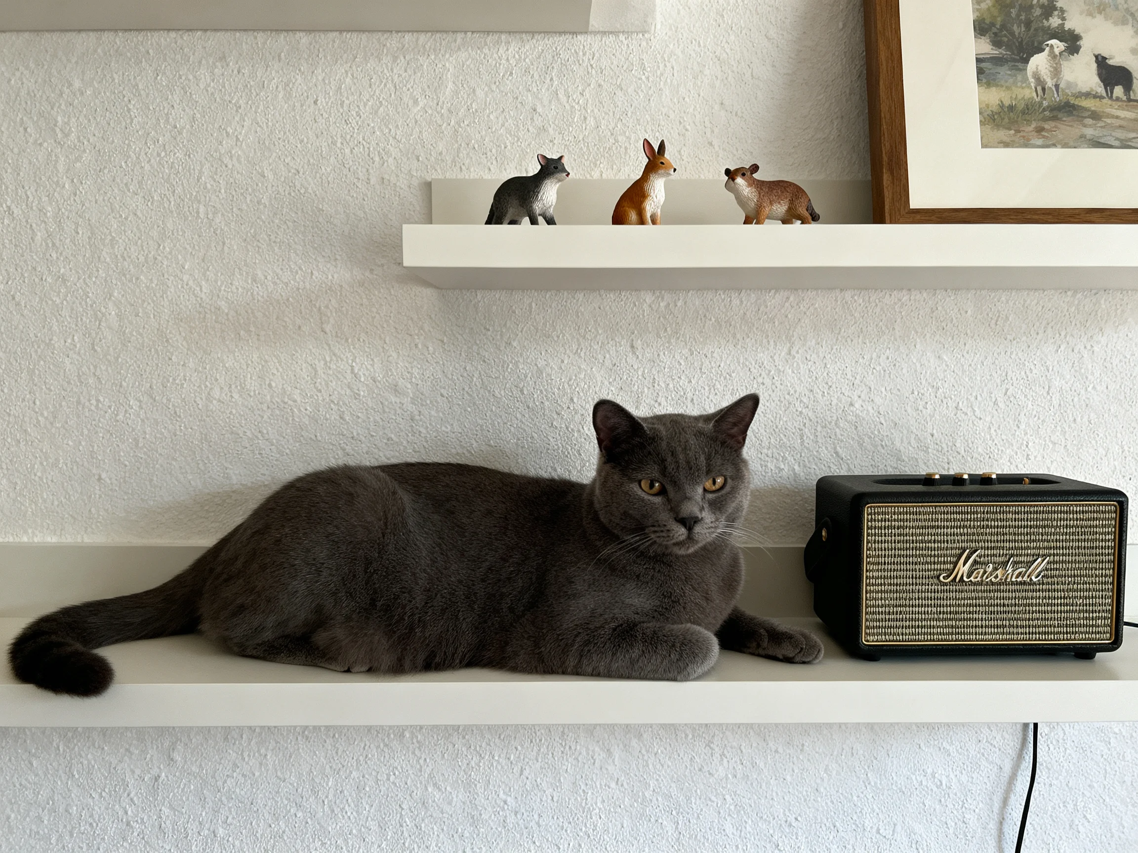 A gray cat lies next to a black Marshall speaker with figurines above. Or shorter: A gray cat sits beside a black Marshall speaker with animal figurines. Make sure not repeating.