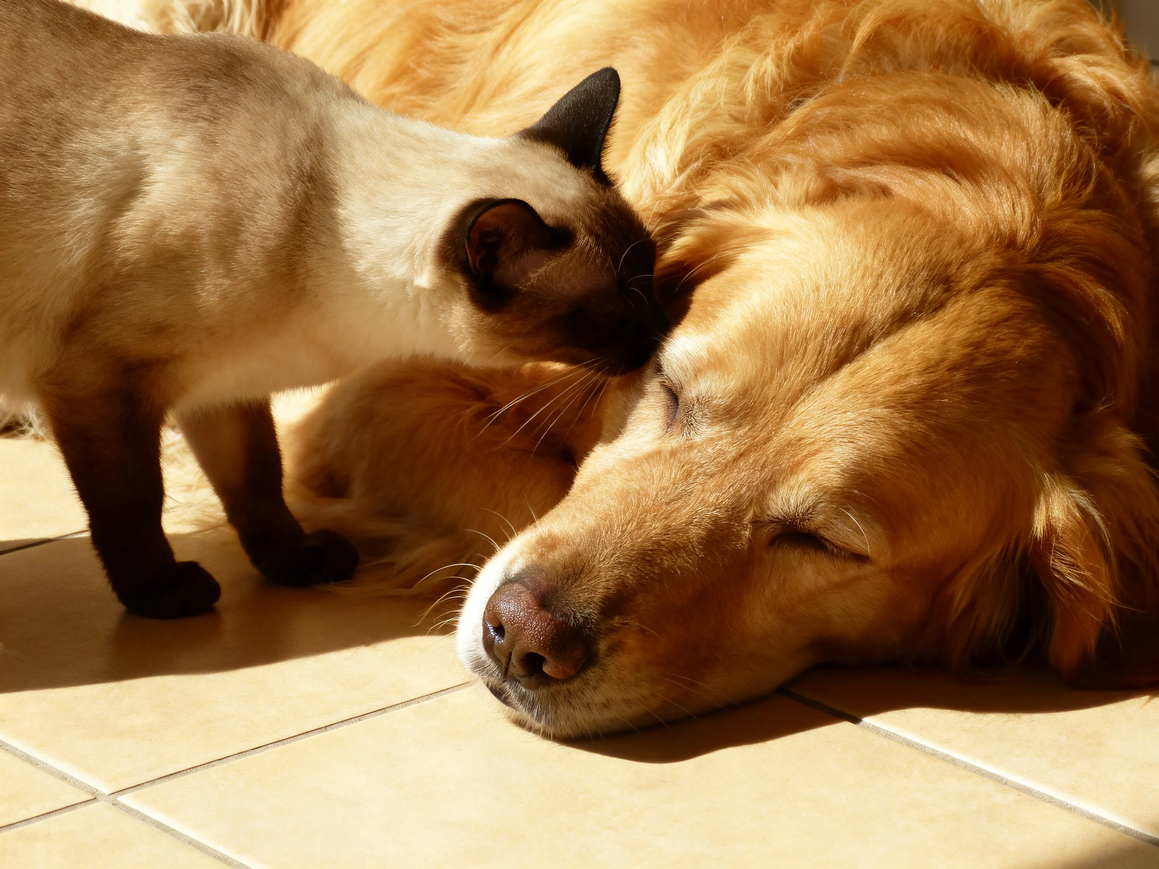 A Siamese cat gently nuzzles a golden retriever resting on tiled flooring