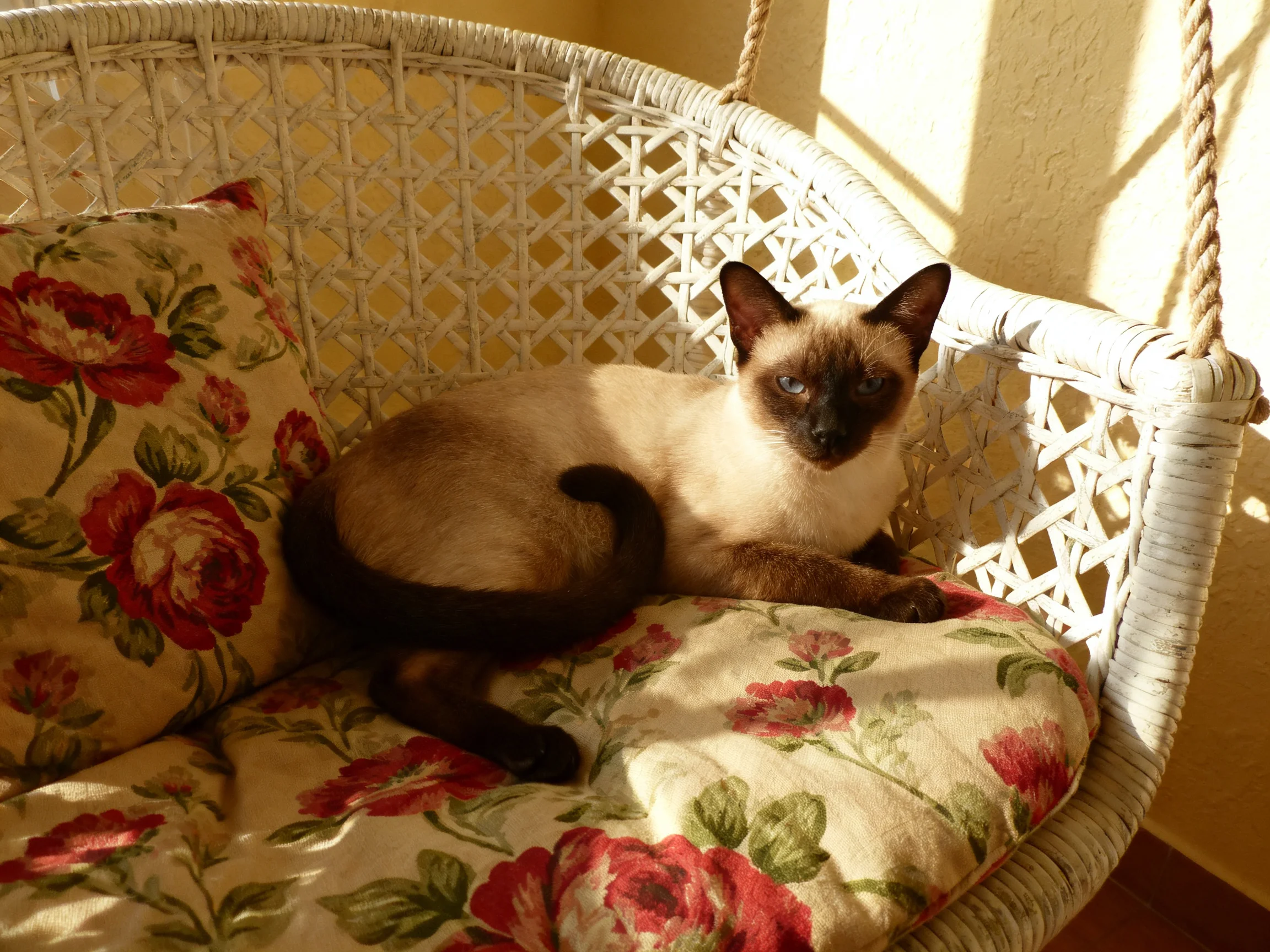 A Siamese cat relaxes on a white wicker chair with floral cushions