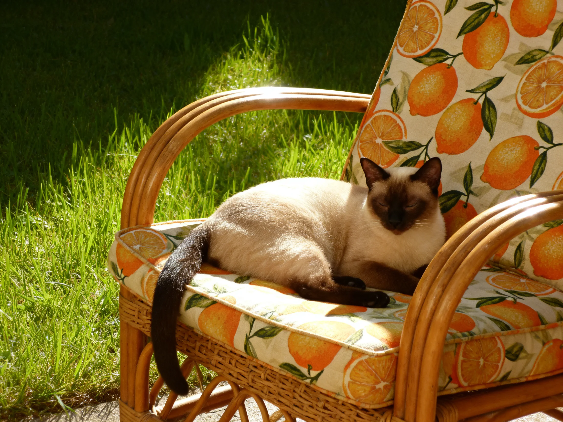 A Siamese cat lounges on an orange-patterned chair in a sunlit outdoor area.