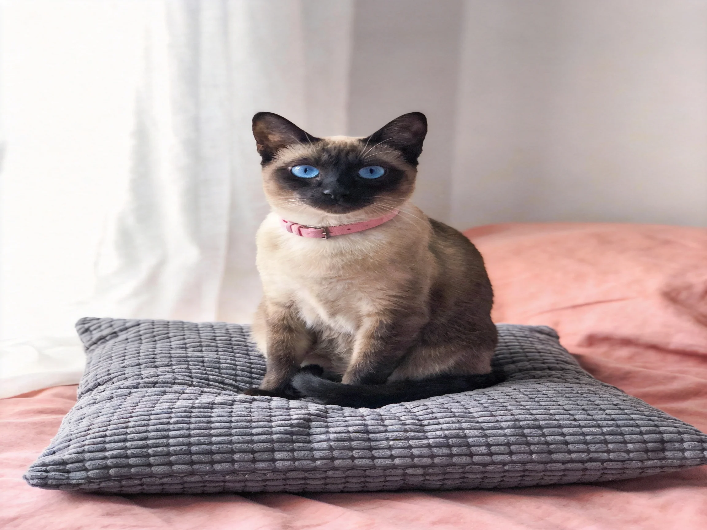 A Siamese cat with blue eyes sits on a gray pillow on a pink bed.