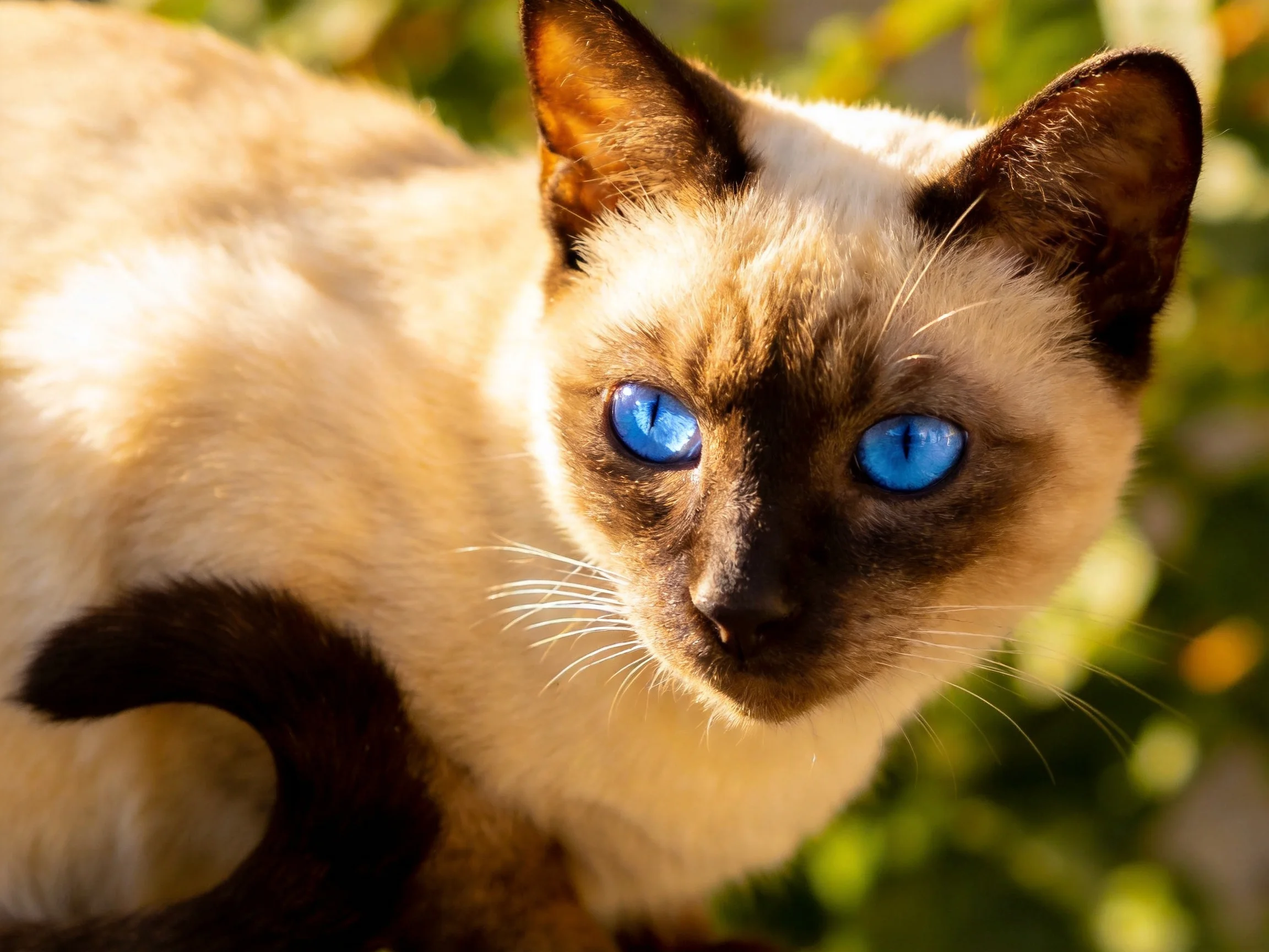 A Siamese cat with bright blue eyes rests in a sunlit outdoor setting.