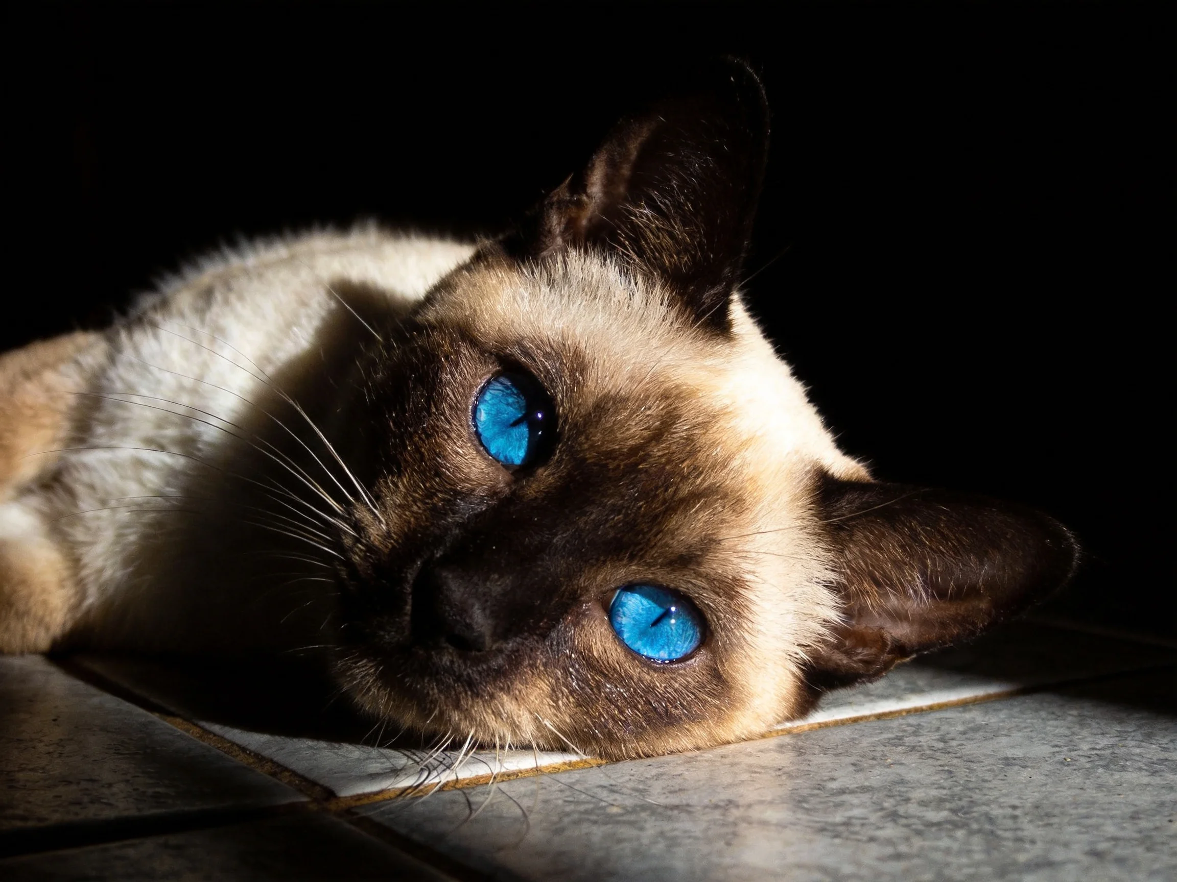 A Siamese cat with bright blue eyes rests on tiled flooring