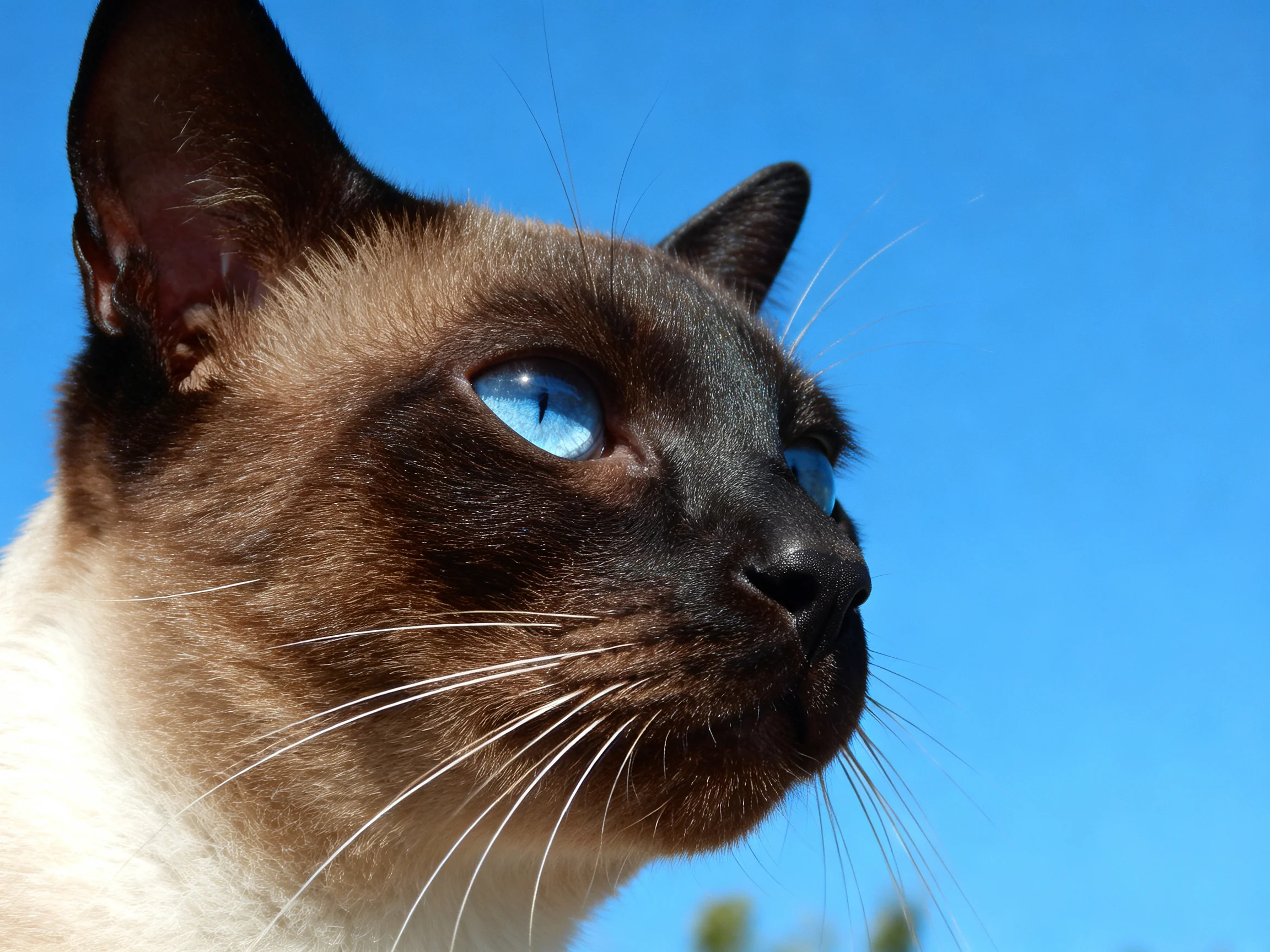 A Siamese cat with vivid blue eyes gazes toward a clear blue sky.