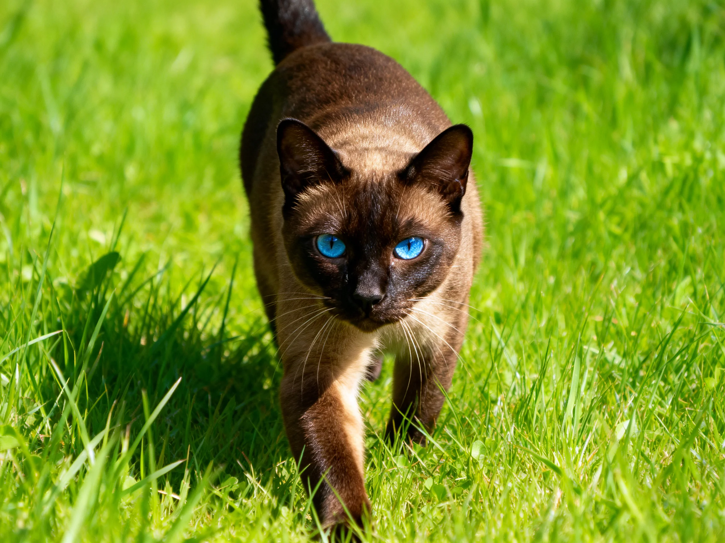 A Siamese cat with blue eyes walks through tall green grass.