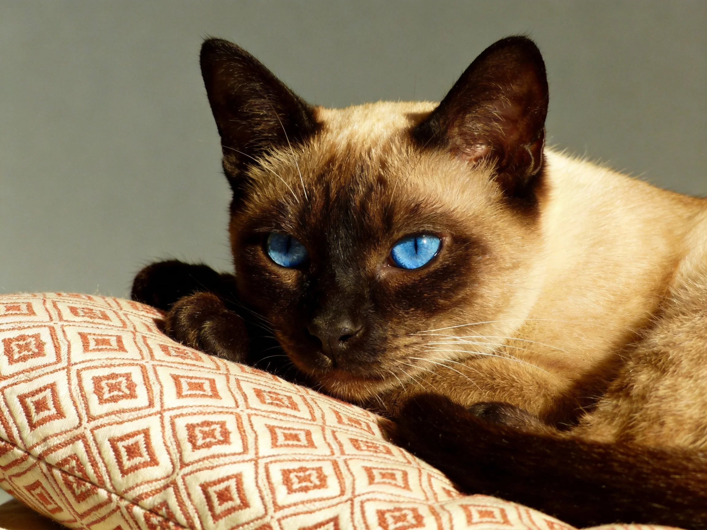 A Siamese cat with bright blue eyes relaxes on a patterned cushion.