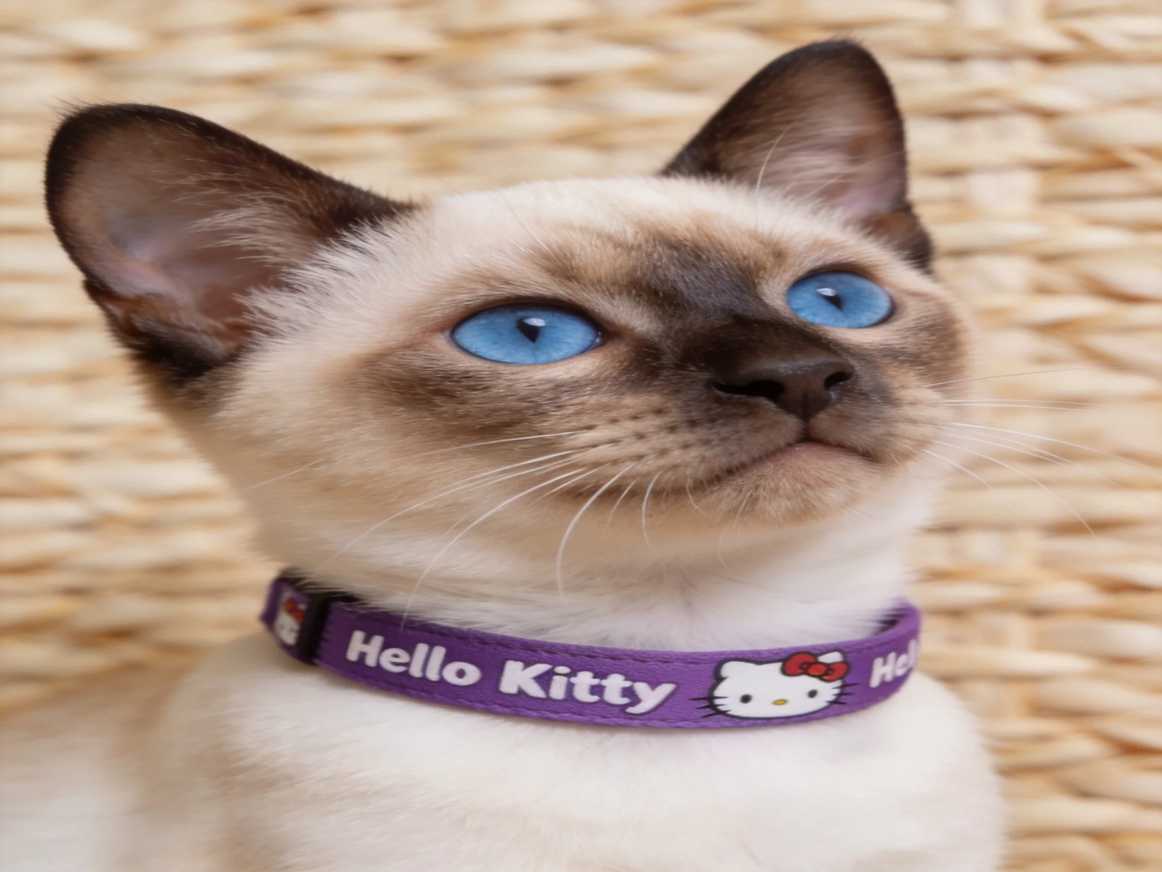 A Siamese kitten with bright blue eyes wears a purple Hello Kitty collar