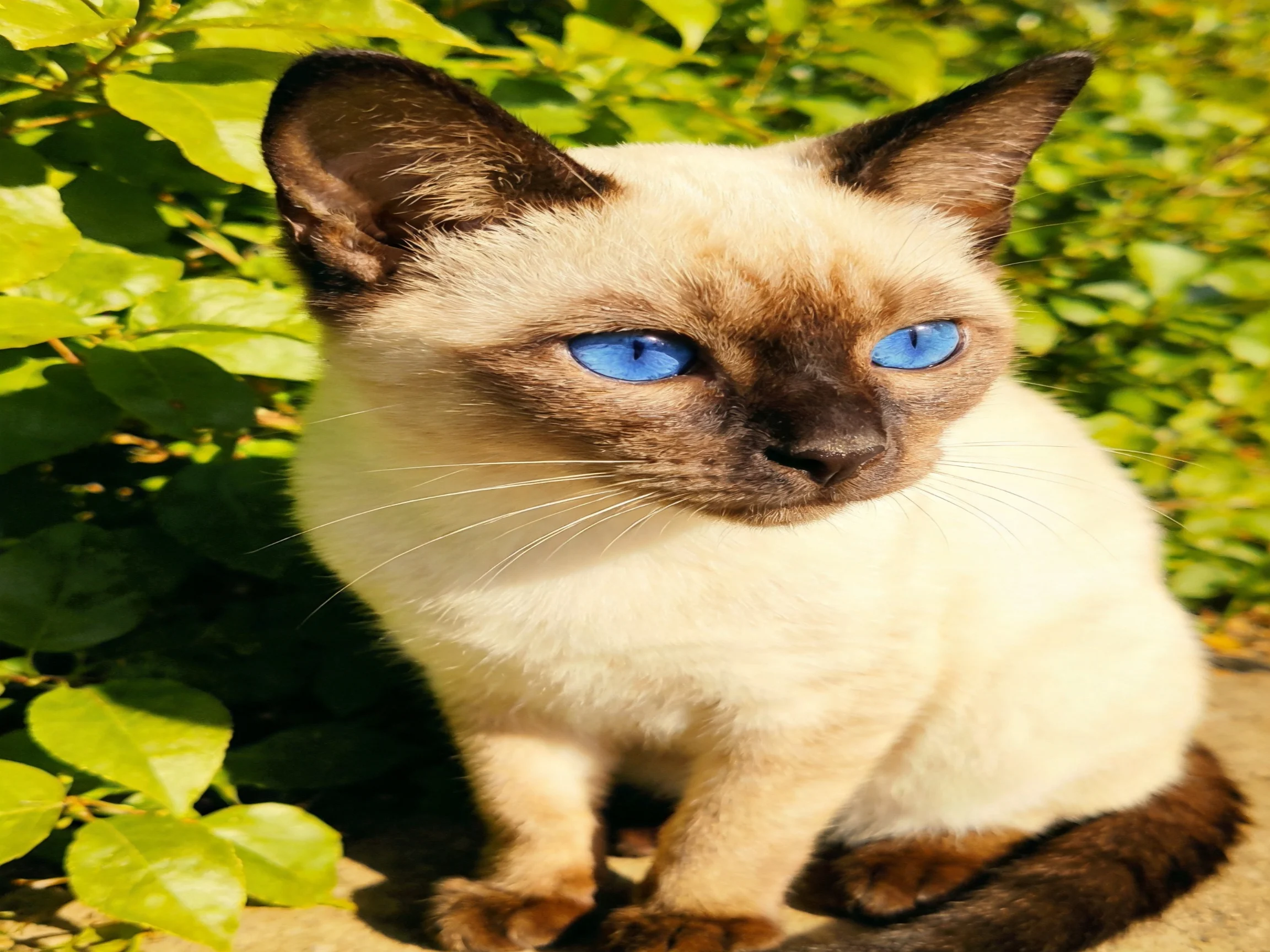 A Siamese kitten with blue eyes sits near green foliage.