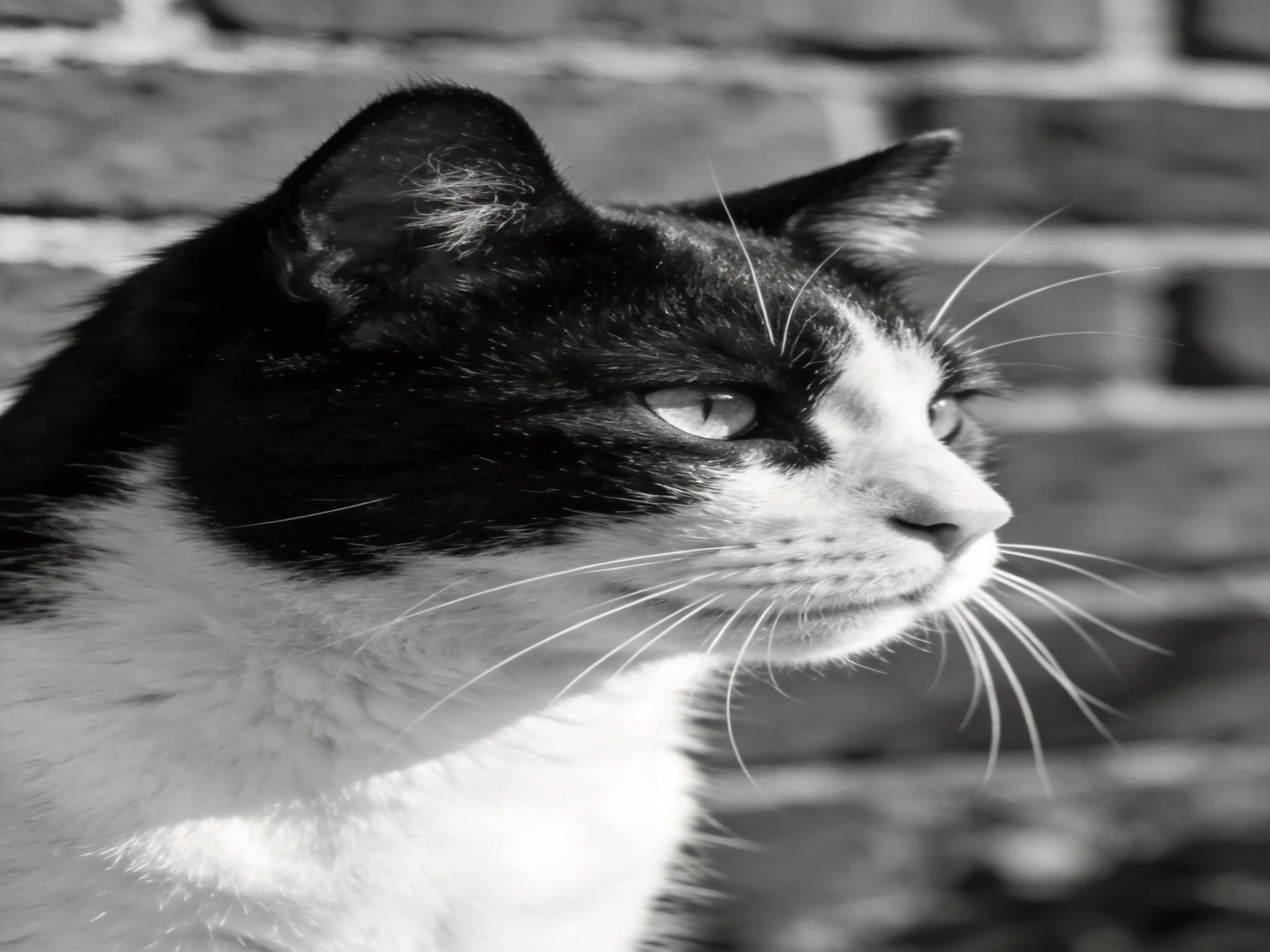 A black - and - white cat gazes thoughtfully near a textured brick wall