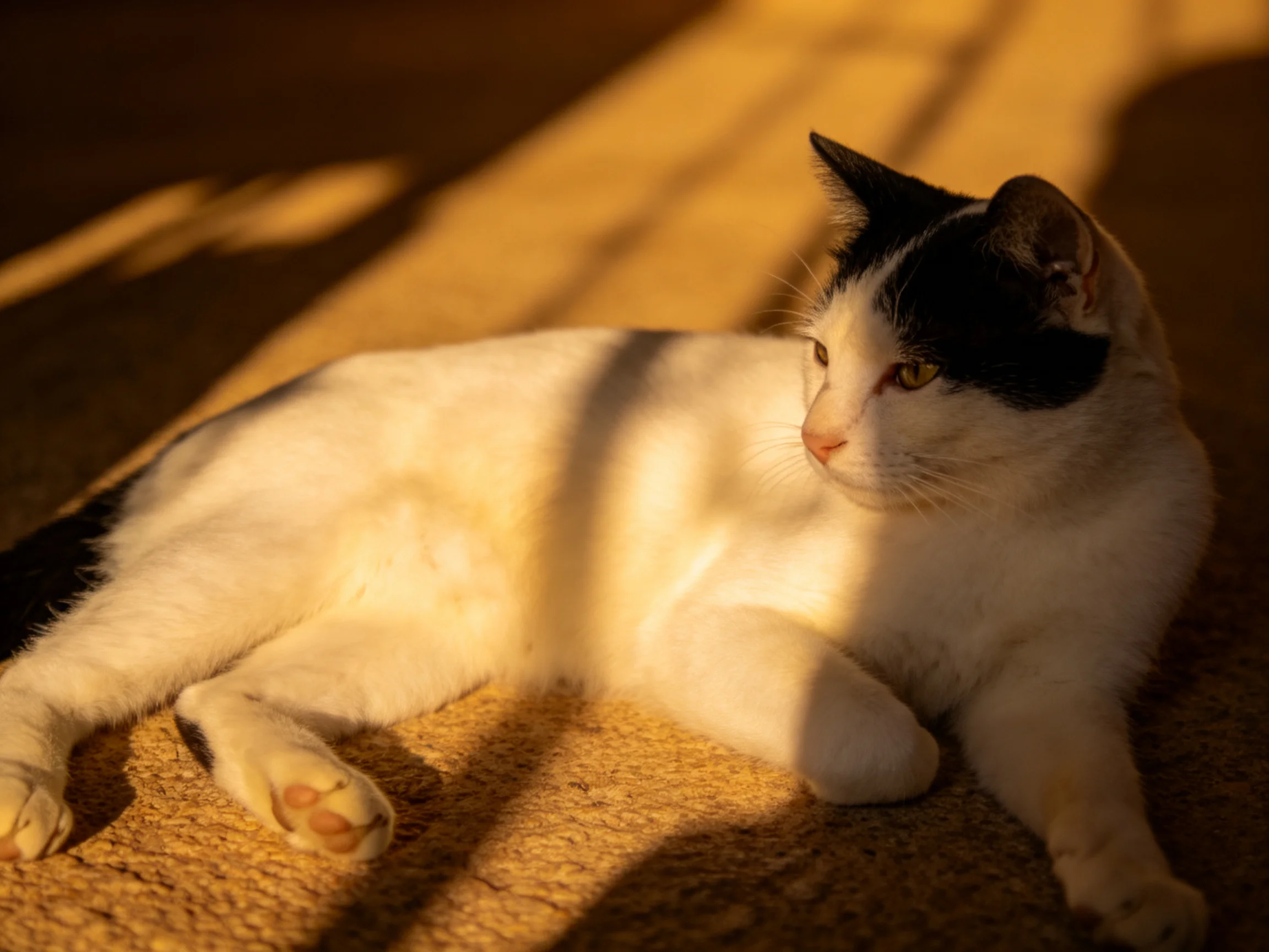 A black - and - white cat relaxes on a sunlit carpet.