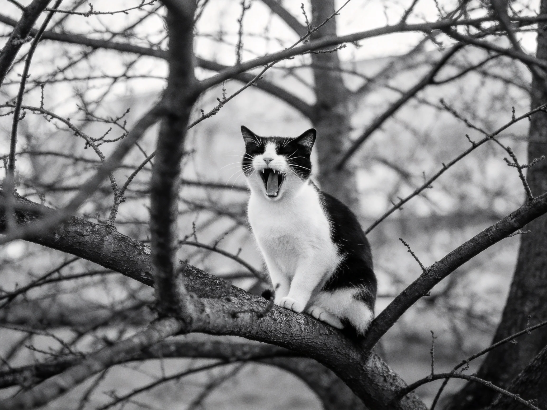 Black - and - white cat sits on tree branch with mouth open