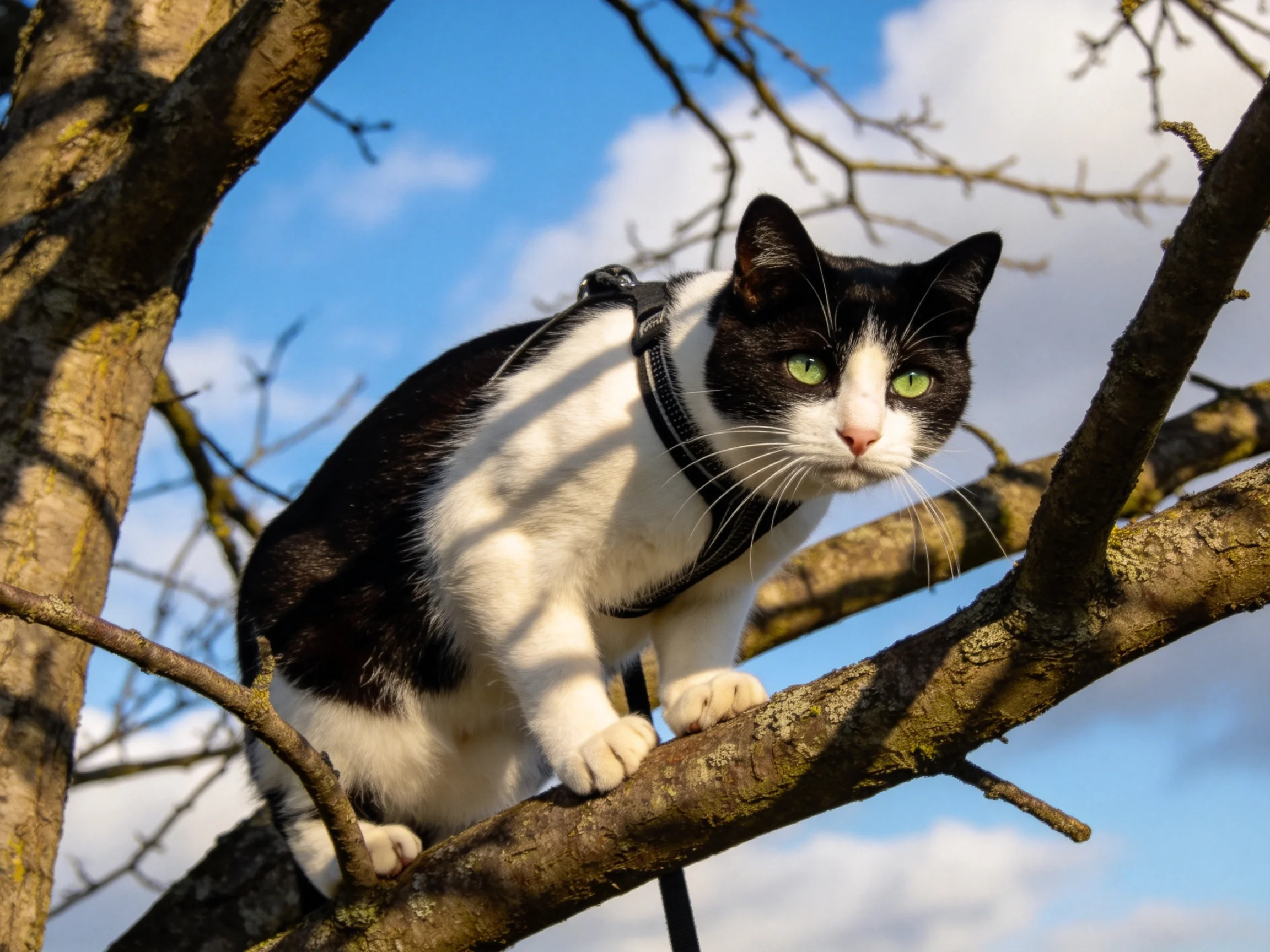 A black - and - white cat sits on a tree branch outdoors.