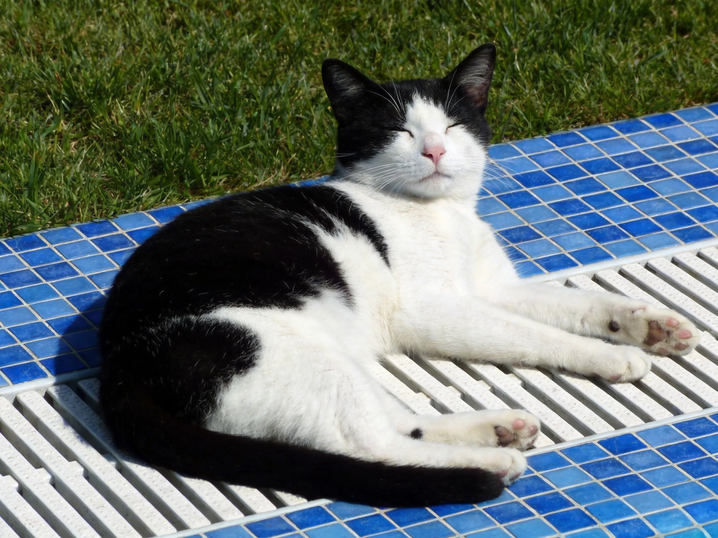 A black - and - white cat relaxes on blue tiled pool deck near green grass