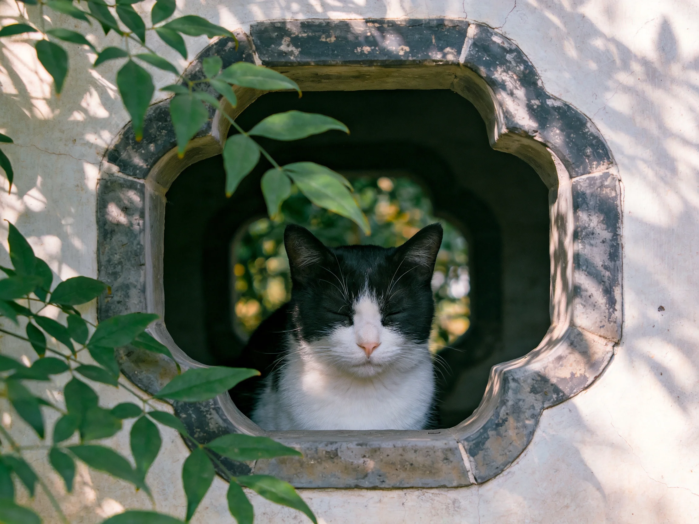 A black - and - white cat sits calmly in a decorative stone opening with greenery.