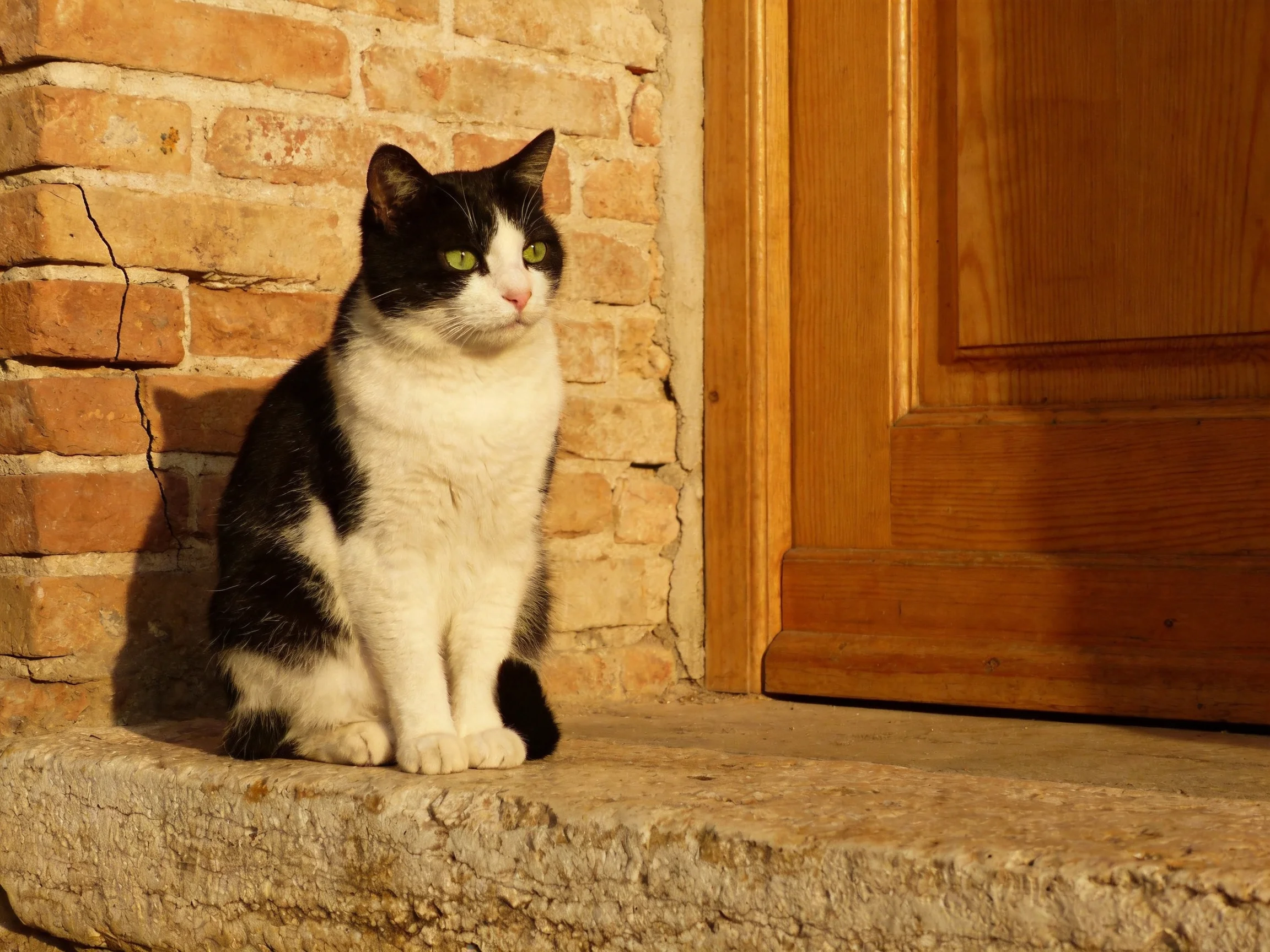 A black - and - white cat rests near a brick wall and wooden door