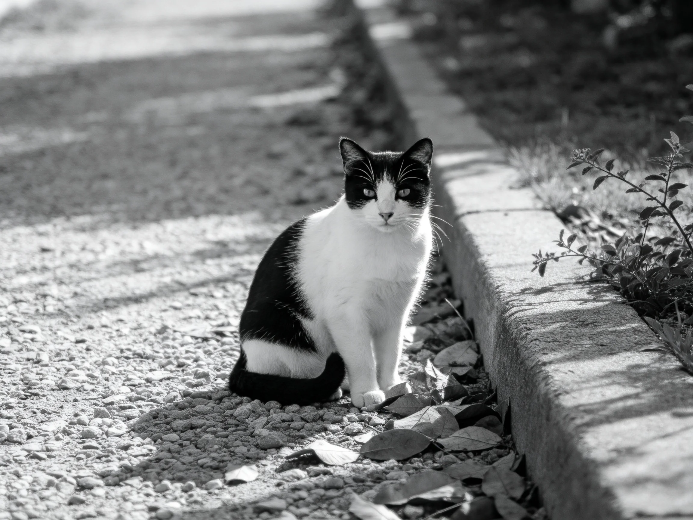 A black - and - white cat rests near a stone curb on gravel.