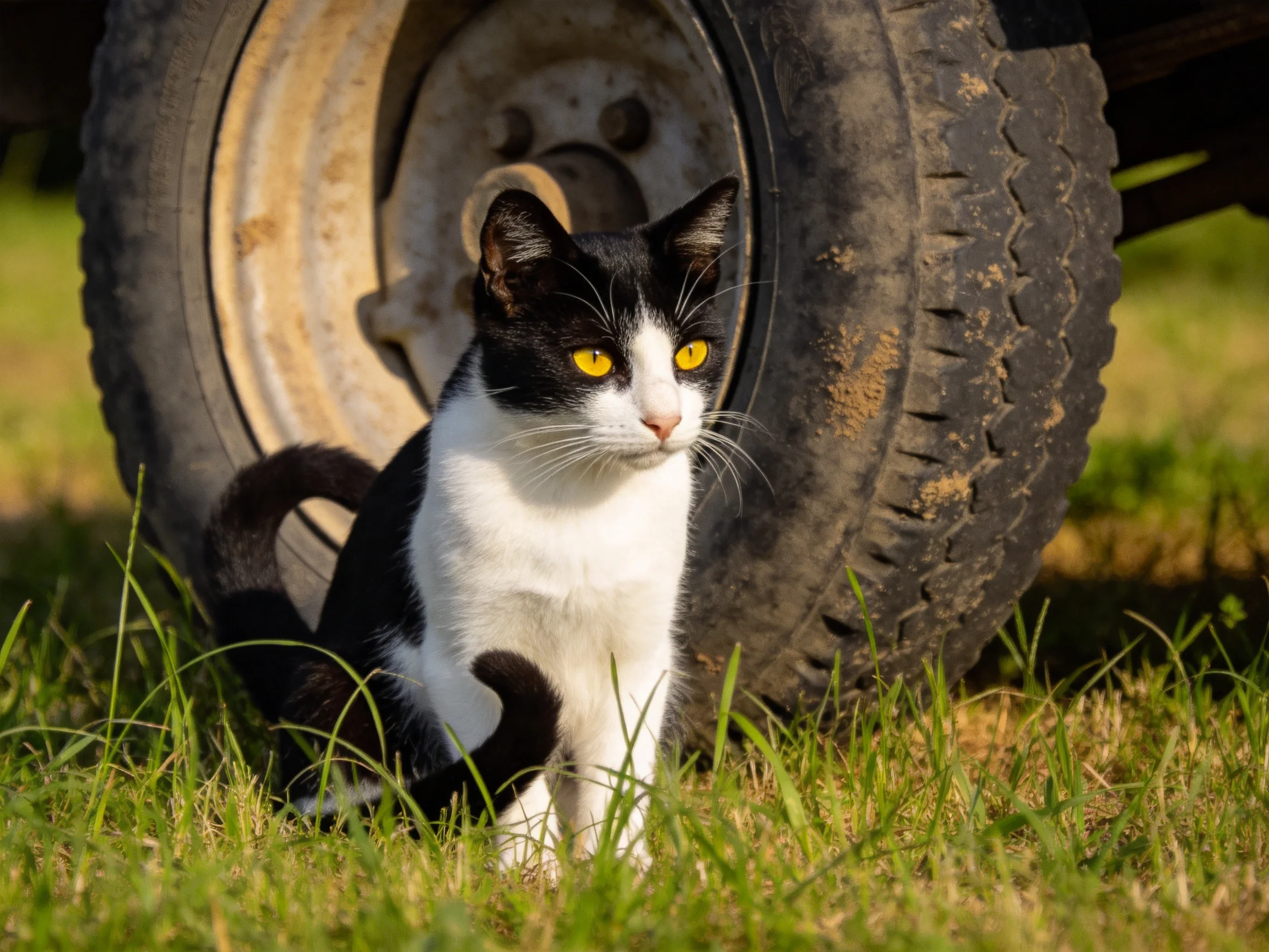 A black - and - white cat sits beside a large tire on grass.