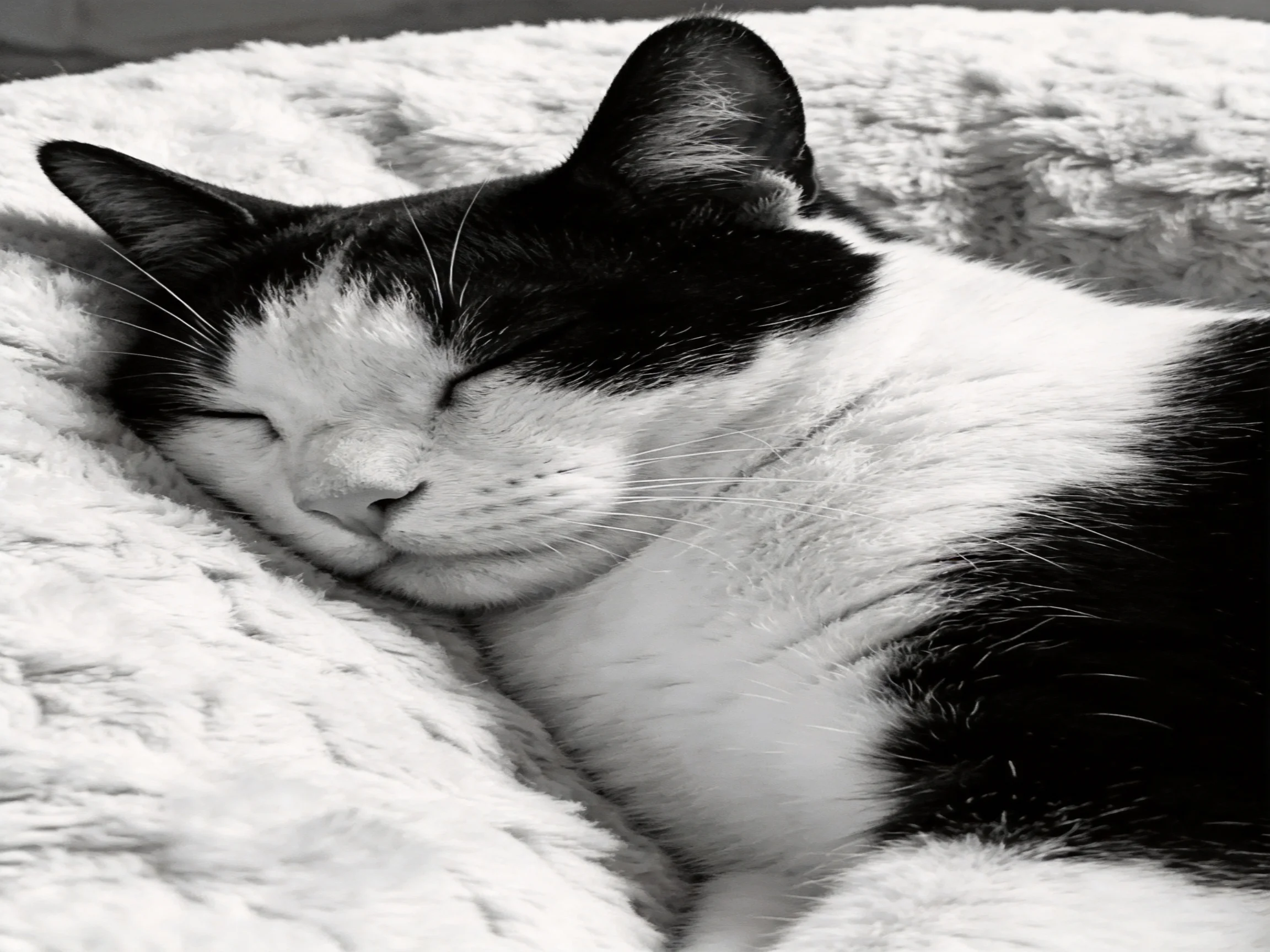 A black - and - white cat sleeps on a soft, plush bed
