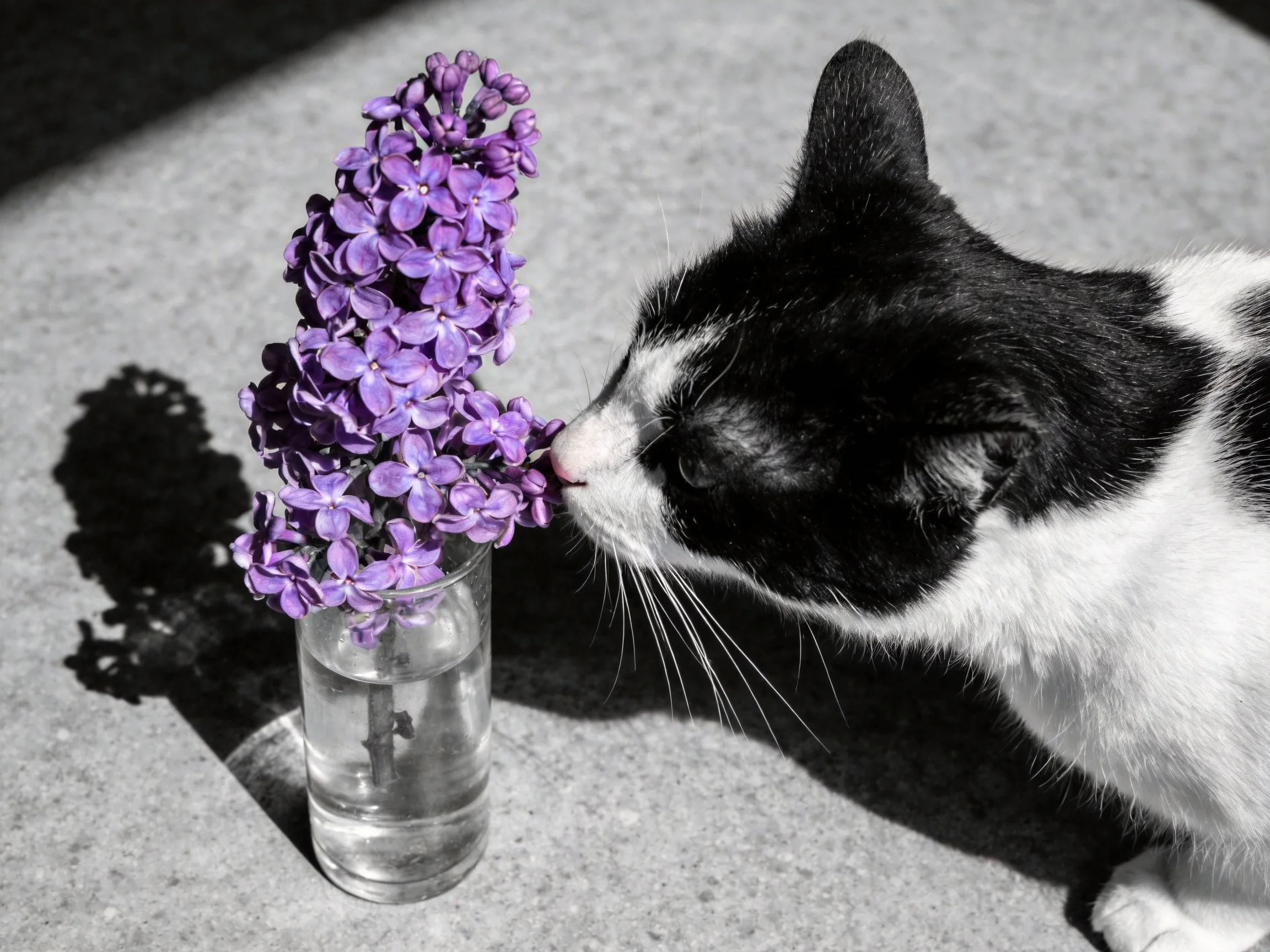 A black - and - white cat sniffs vibrant purple lilacs in a glass vase