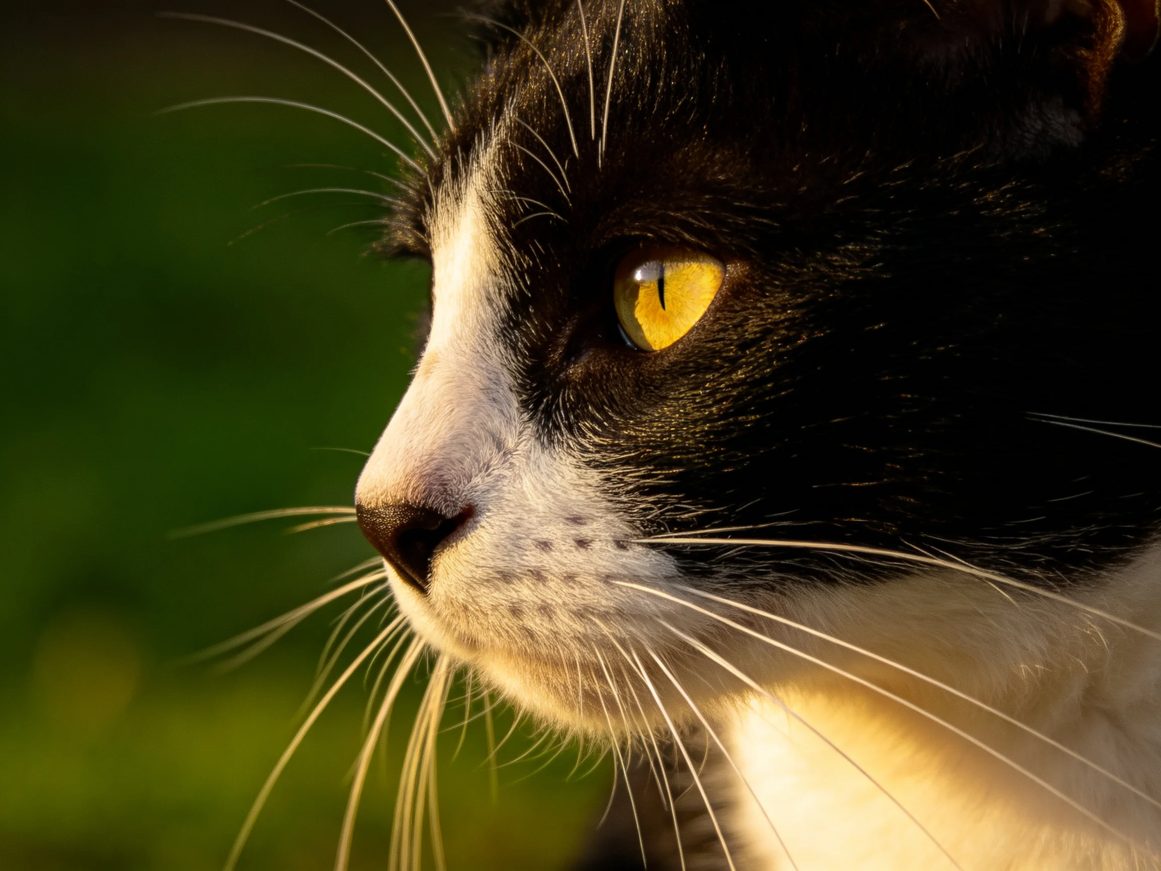 A black - and - white cat with a bright yellow eye against a blurred green