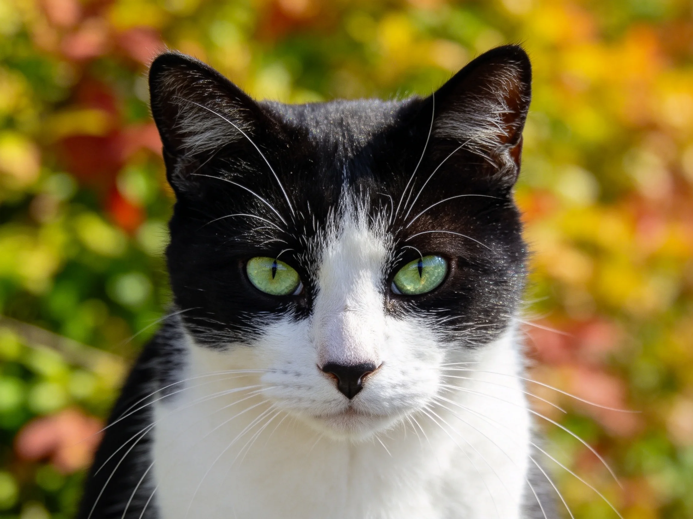 A black - and - white cat looks directly at the camera surrounded by vibrant foliage.