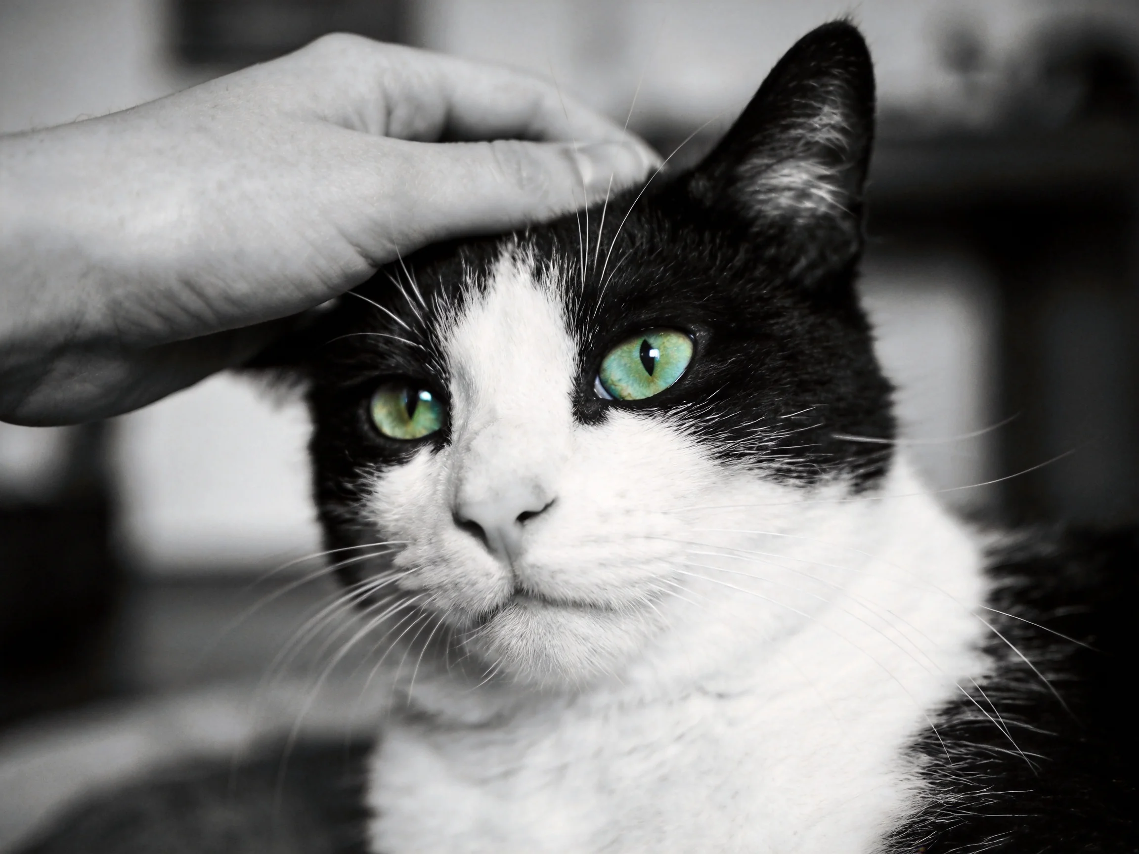 A black - and - white cat with green eyes is gently petted by a hand.
