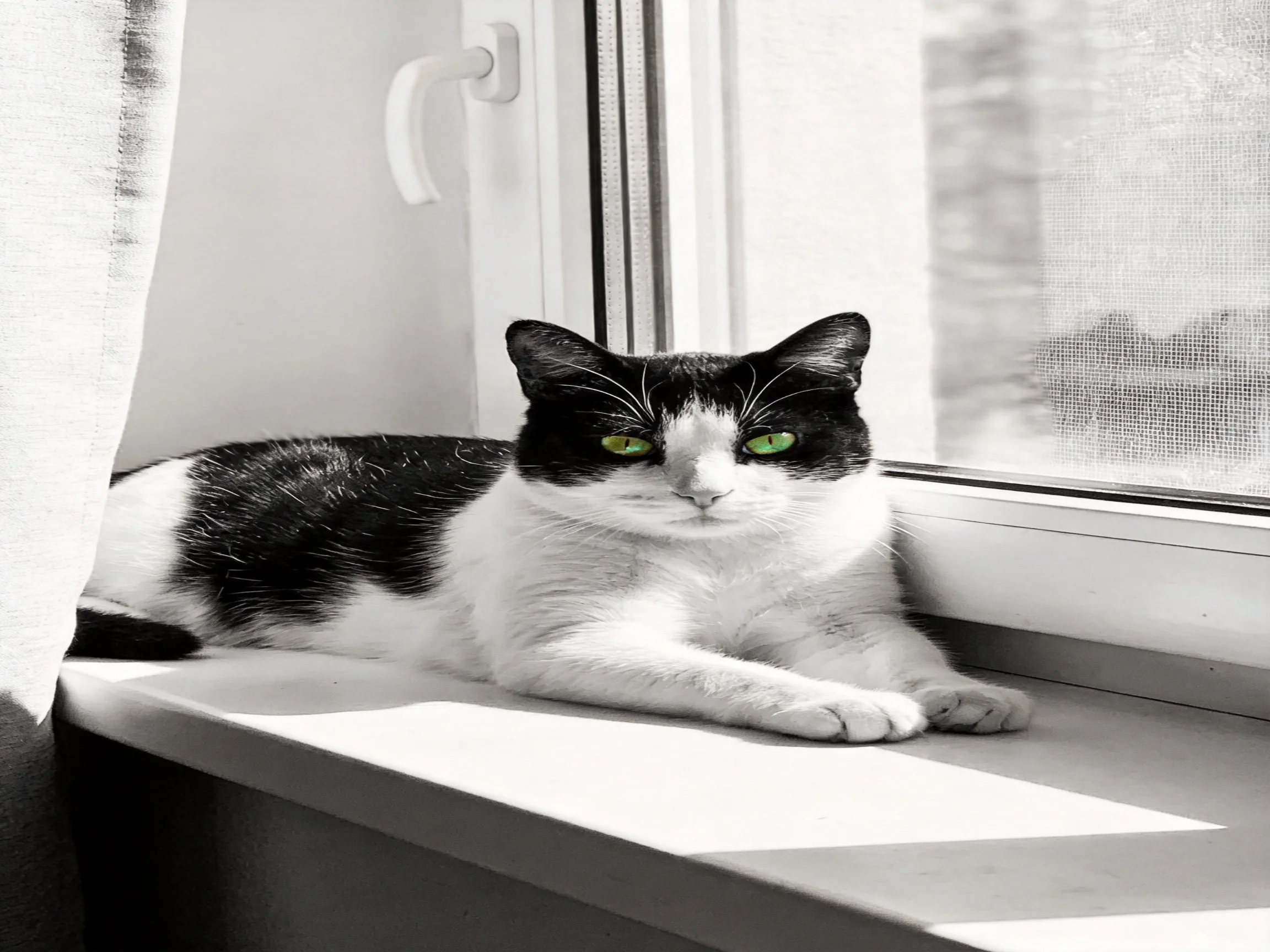 A black - and - white cat with green eyes lounges on a windowsill near a window.