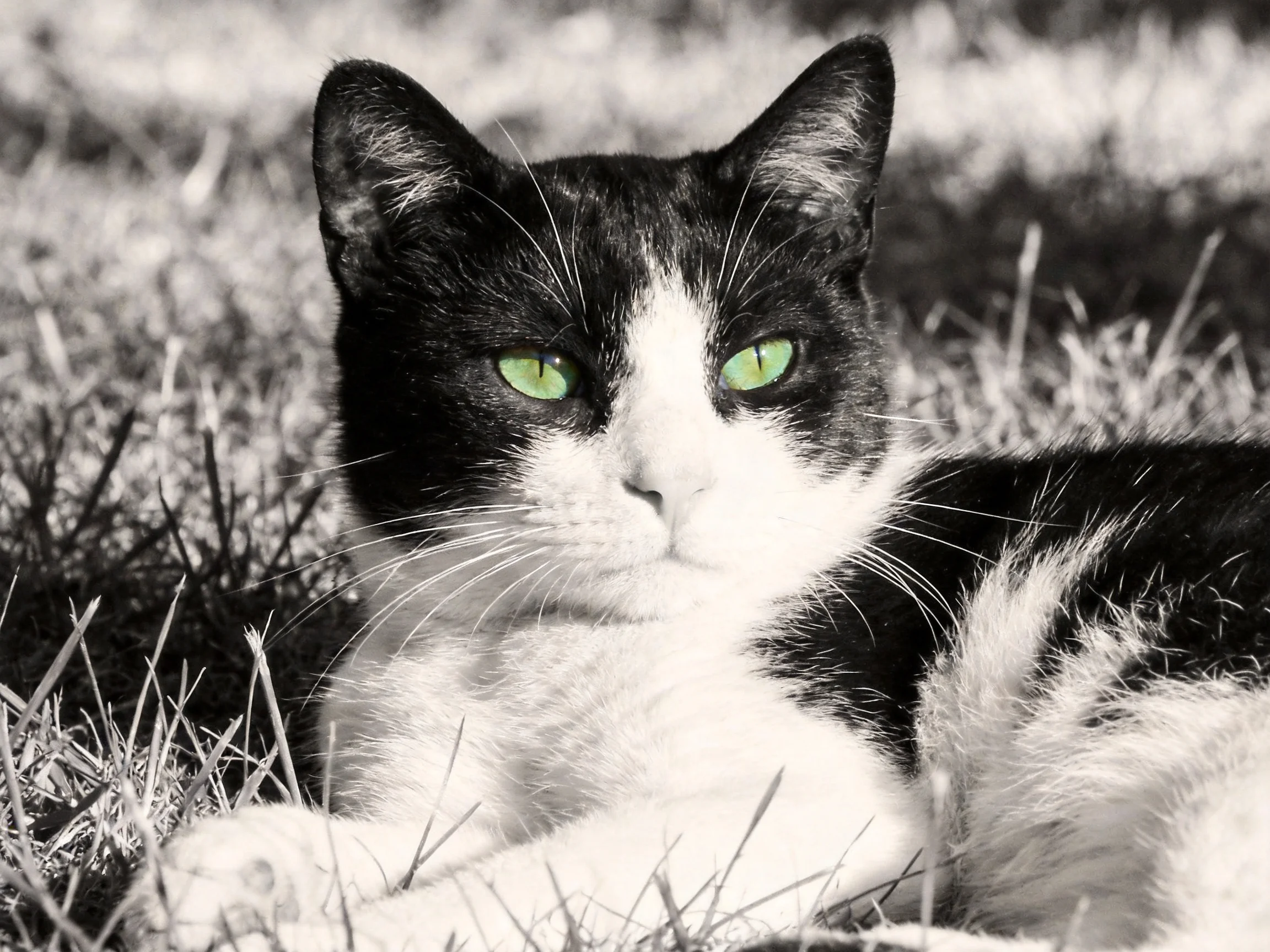 A black - and - white cat with green eyes relaxes on grass.