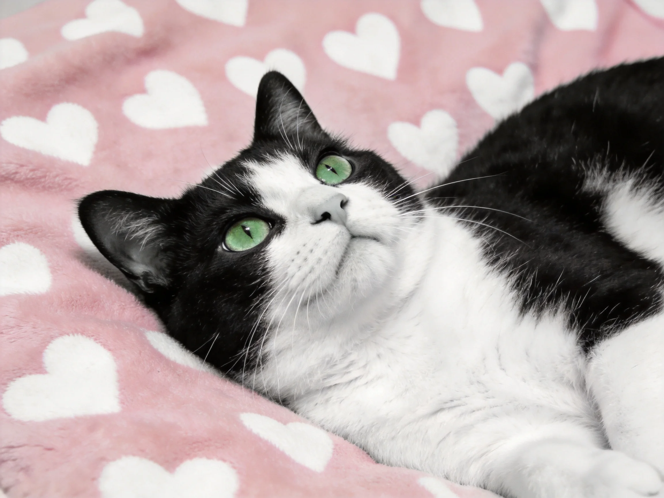 A black - and - white cat with green eyes rests on a pink blanket with white hearts