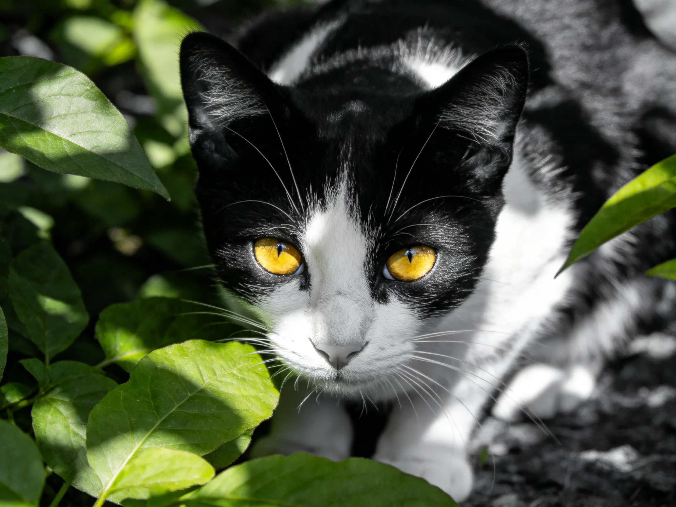 A black - and - white cat with bright yellow eyes is partially hidden by green leaves