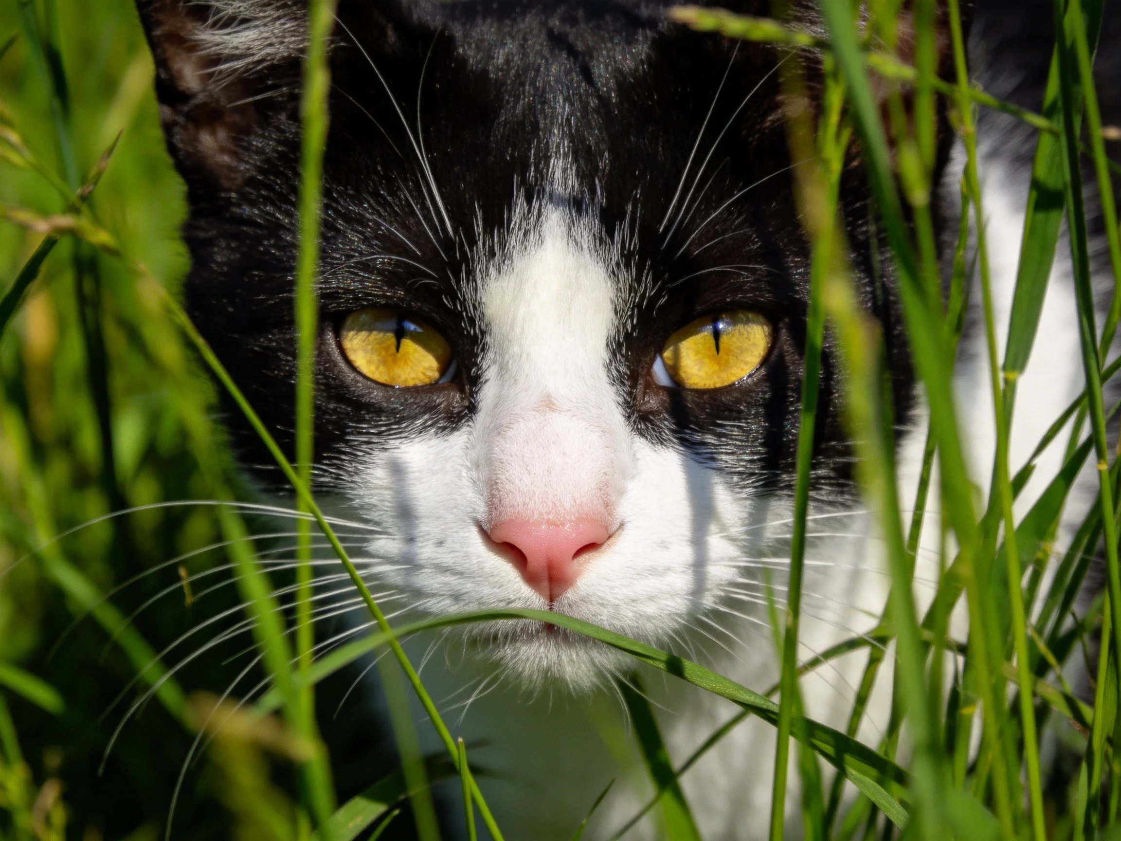 A black - and - white cat with yellow eyes is partially hidden by tall green grass.