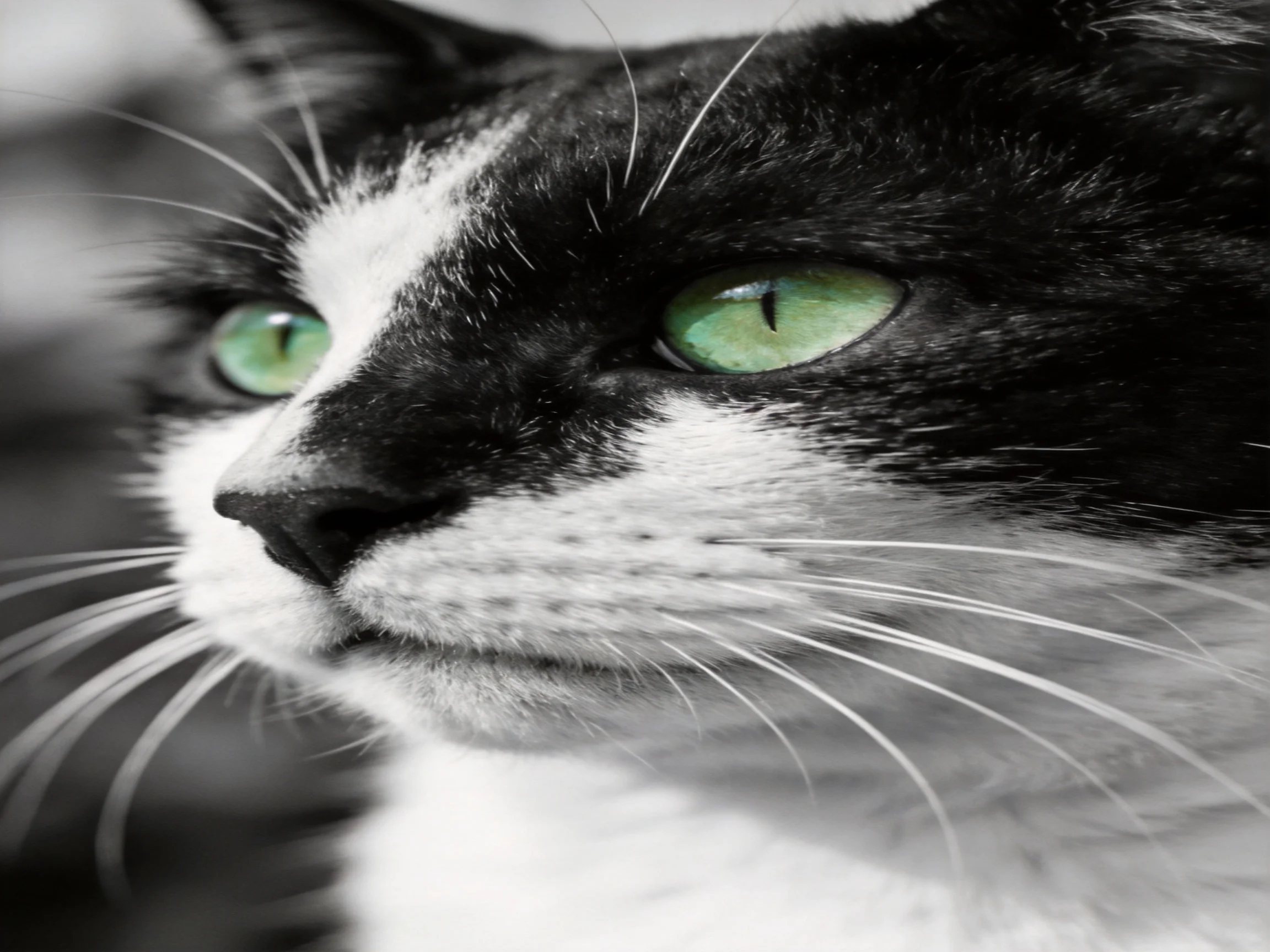 A black - and - white cat with striking green eyes in close - up