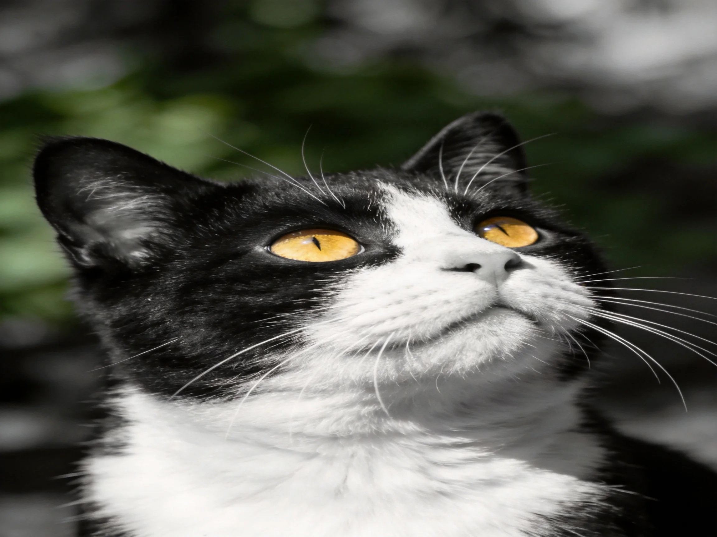 A black - and - white cat with striking yellow eyes gazes upward