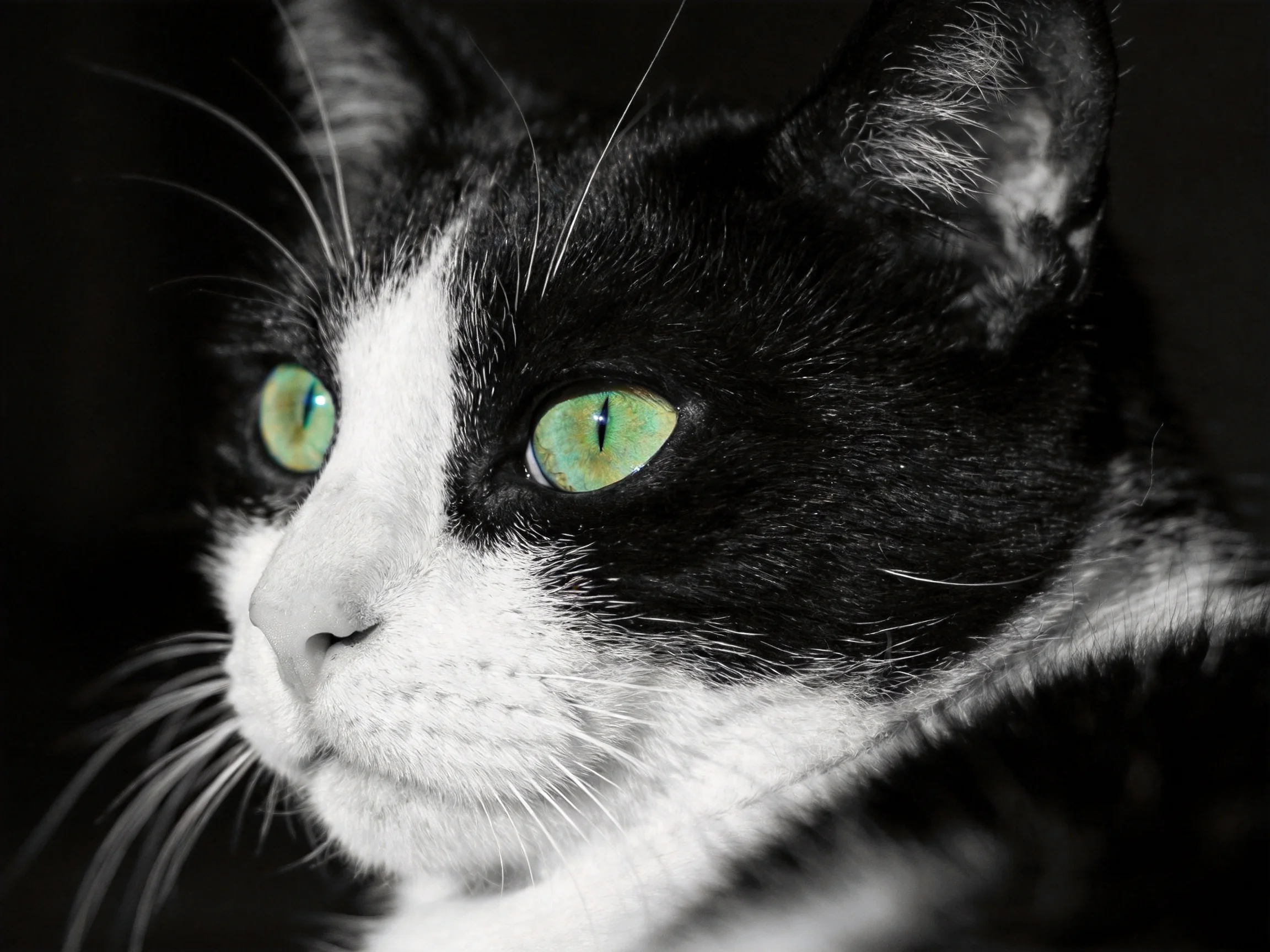 A black - and - white cat with bright green eyes stands out against a dark background.