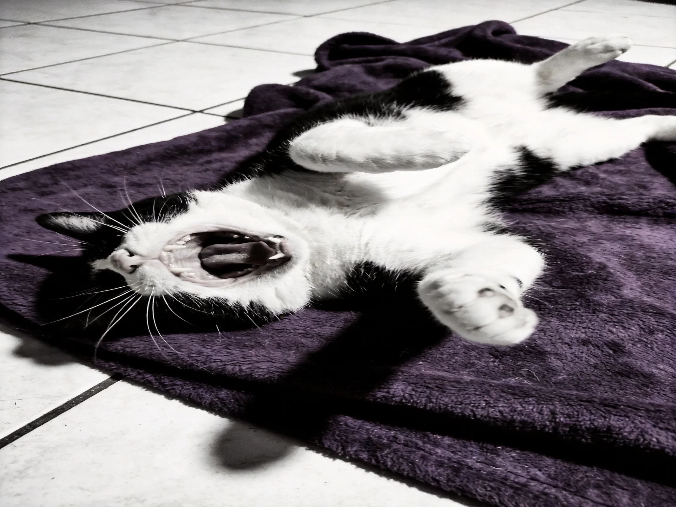 A black - and - white cat lies on its back yawning on a dark purple towel