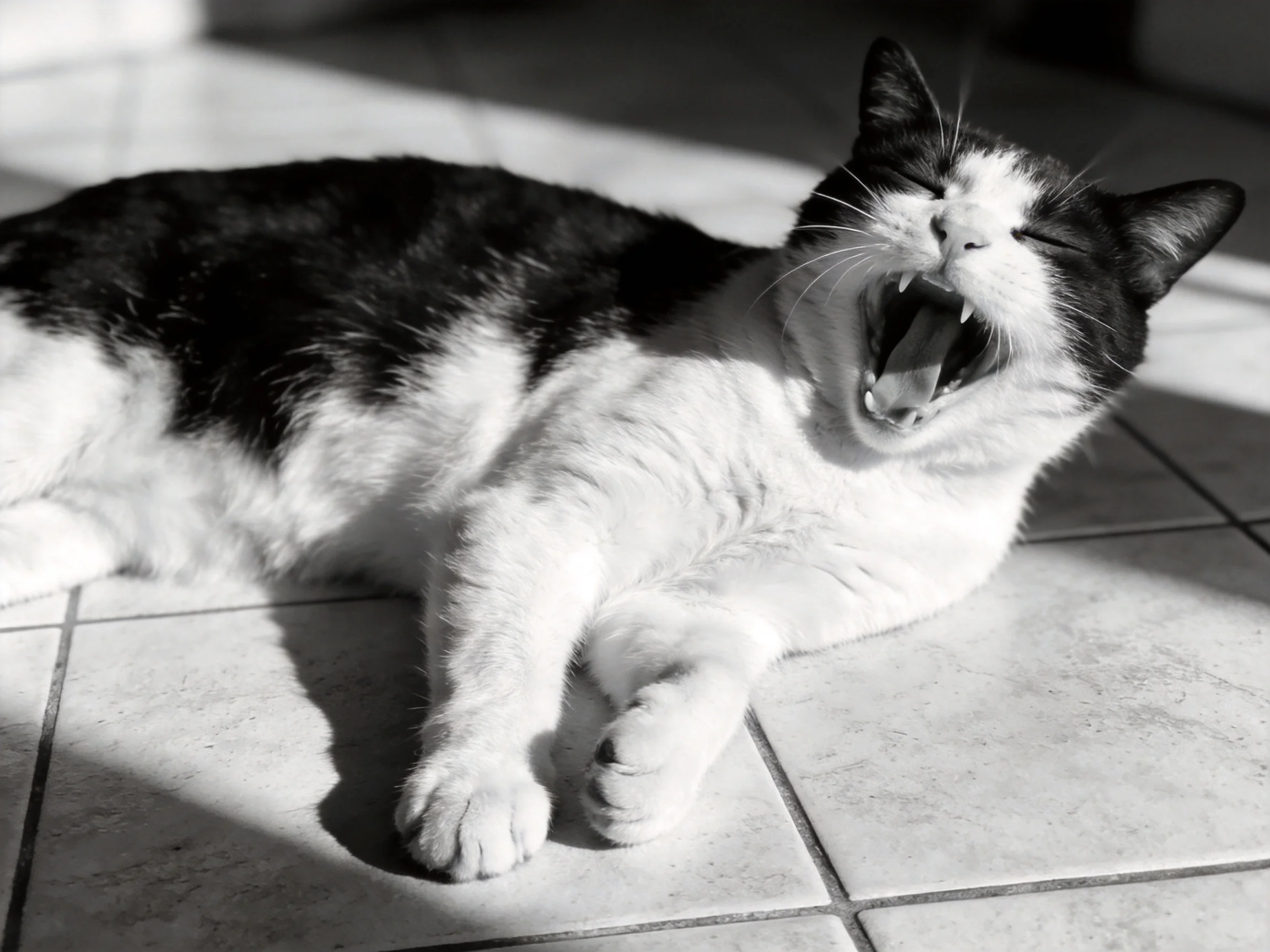 A black - and - white cat yawns while resting on a sunlit tiled floor