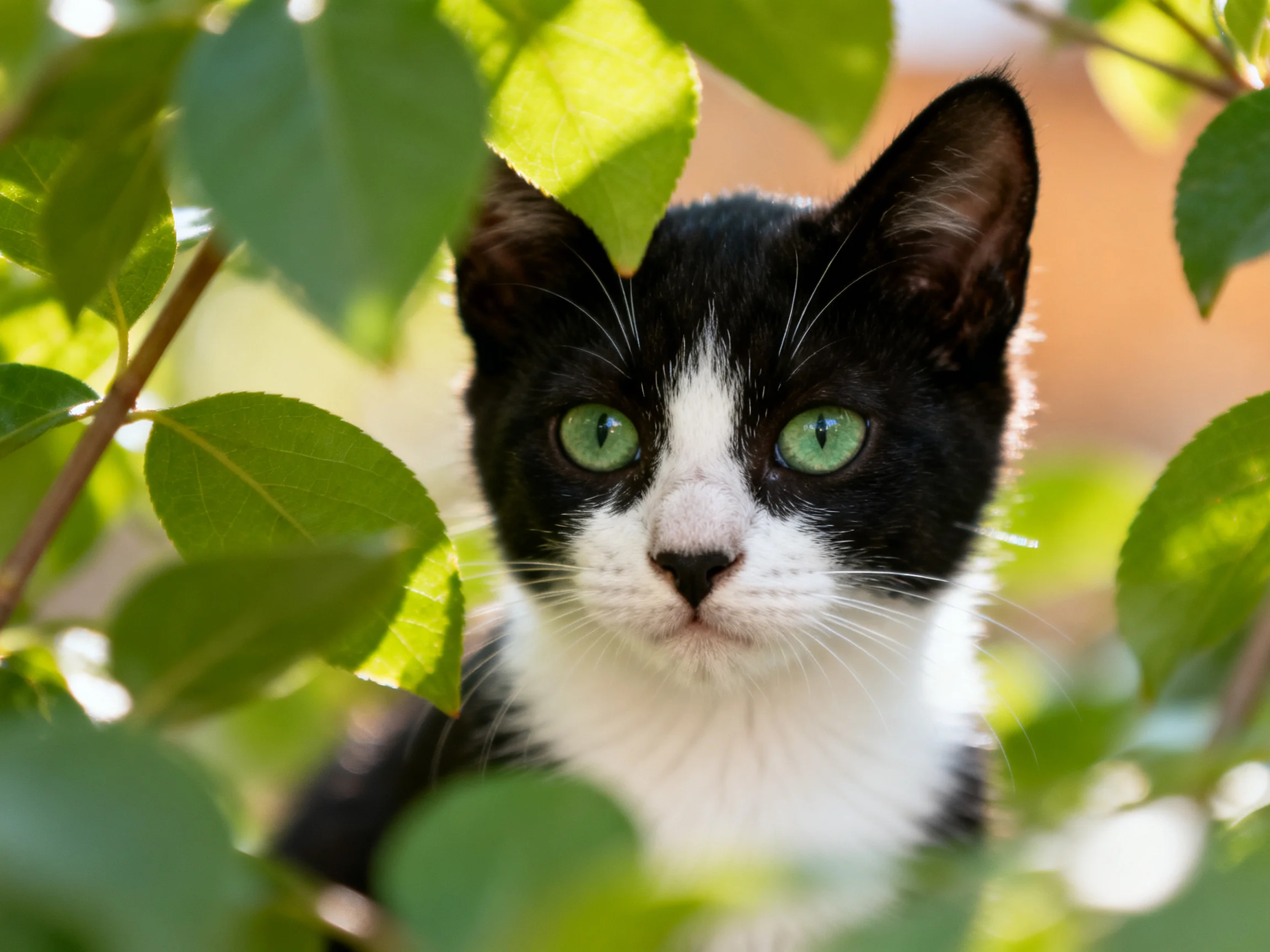 A black - and - white kitten with bright green eyes hides among green leaves.