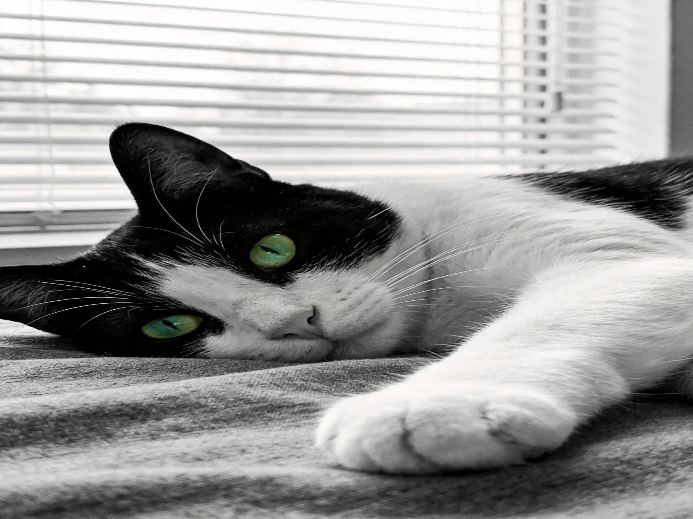 A black - white cat with green eyes lies near window blinds
