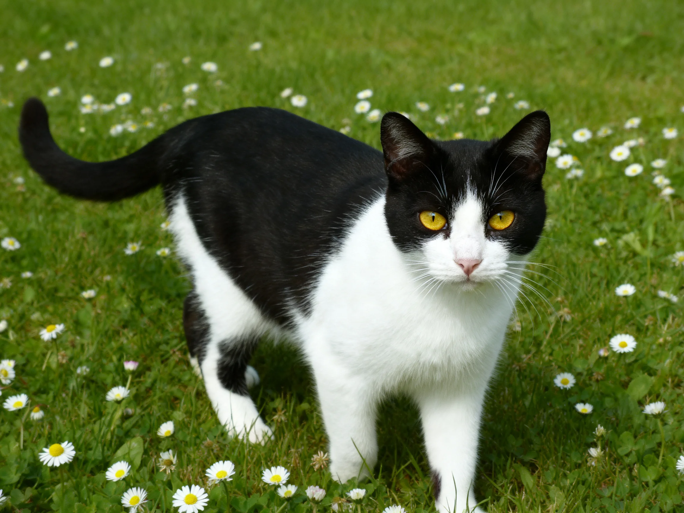 A black and white cat stands on a grassy area with small white flowers.