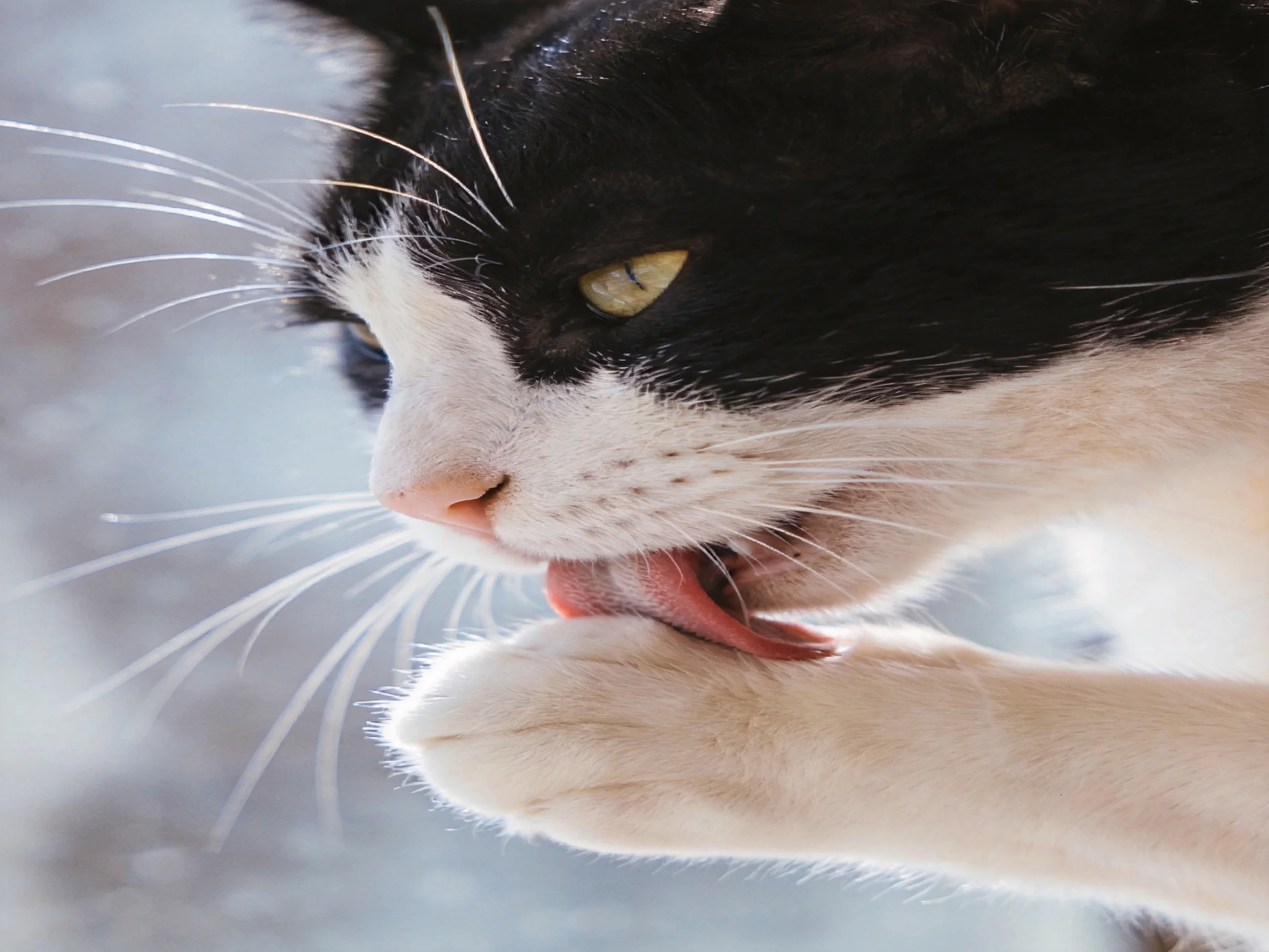 A black and white cat grooms its paw under soft lighting