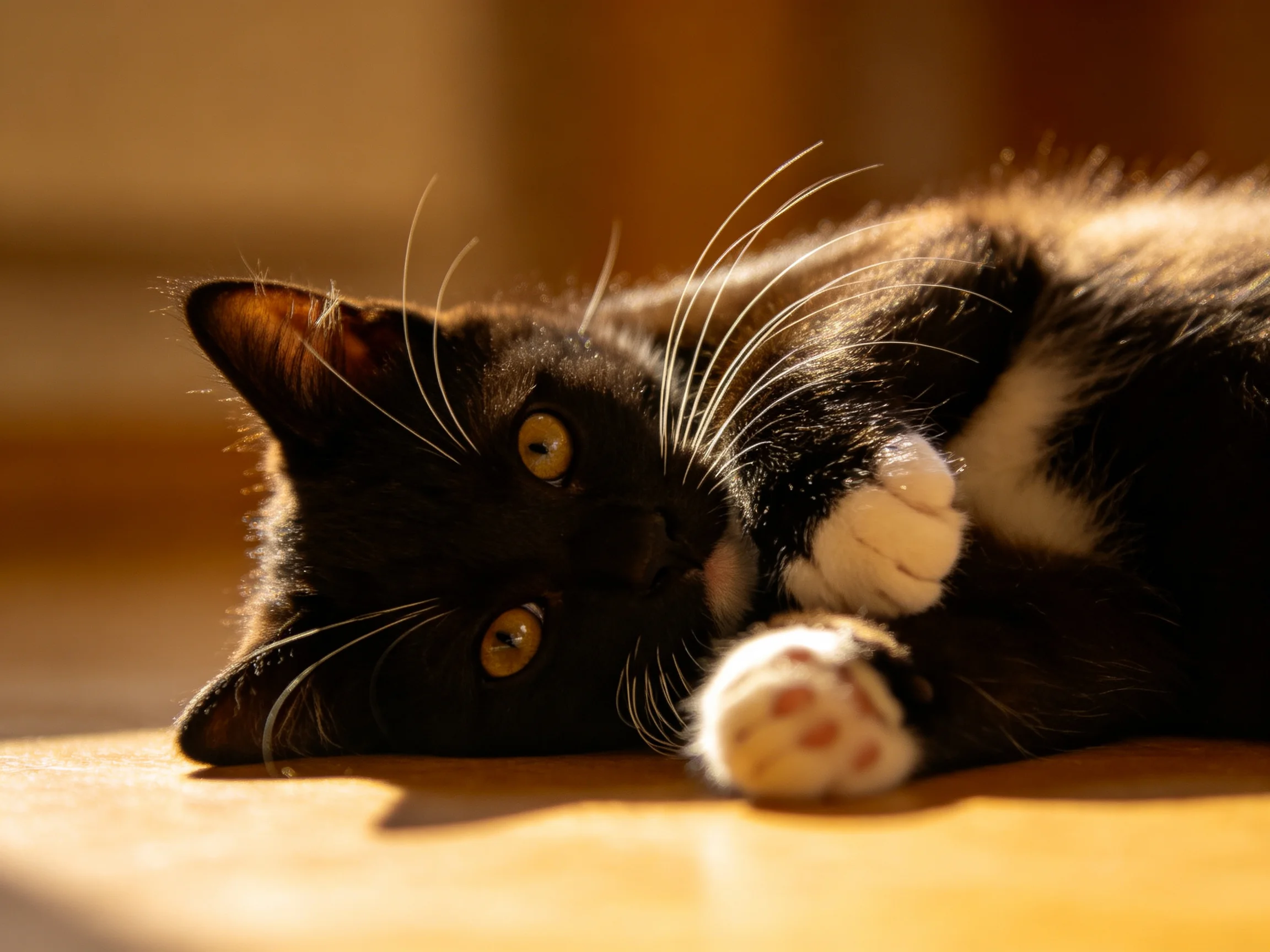 A black and white cat reclines on a sunlit wooden surface