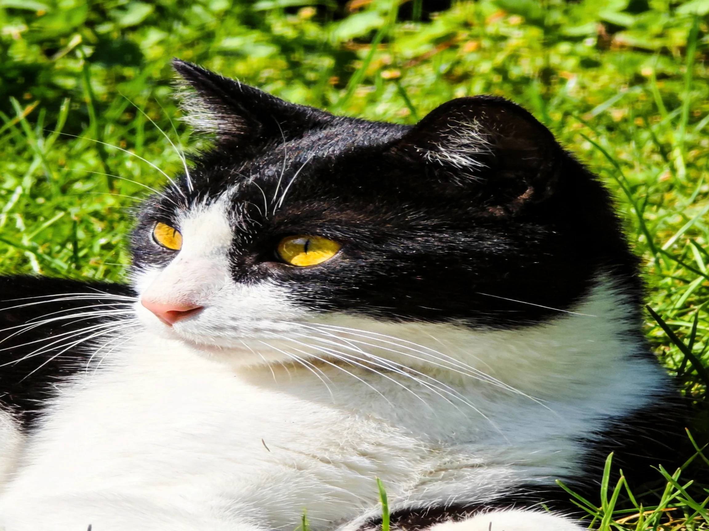 A black and white cat relaxes among lush greenery.