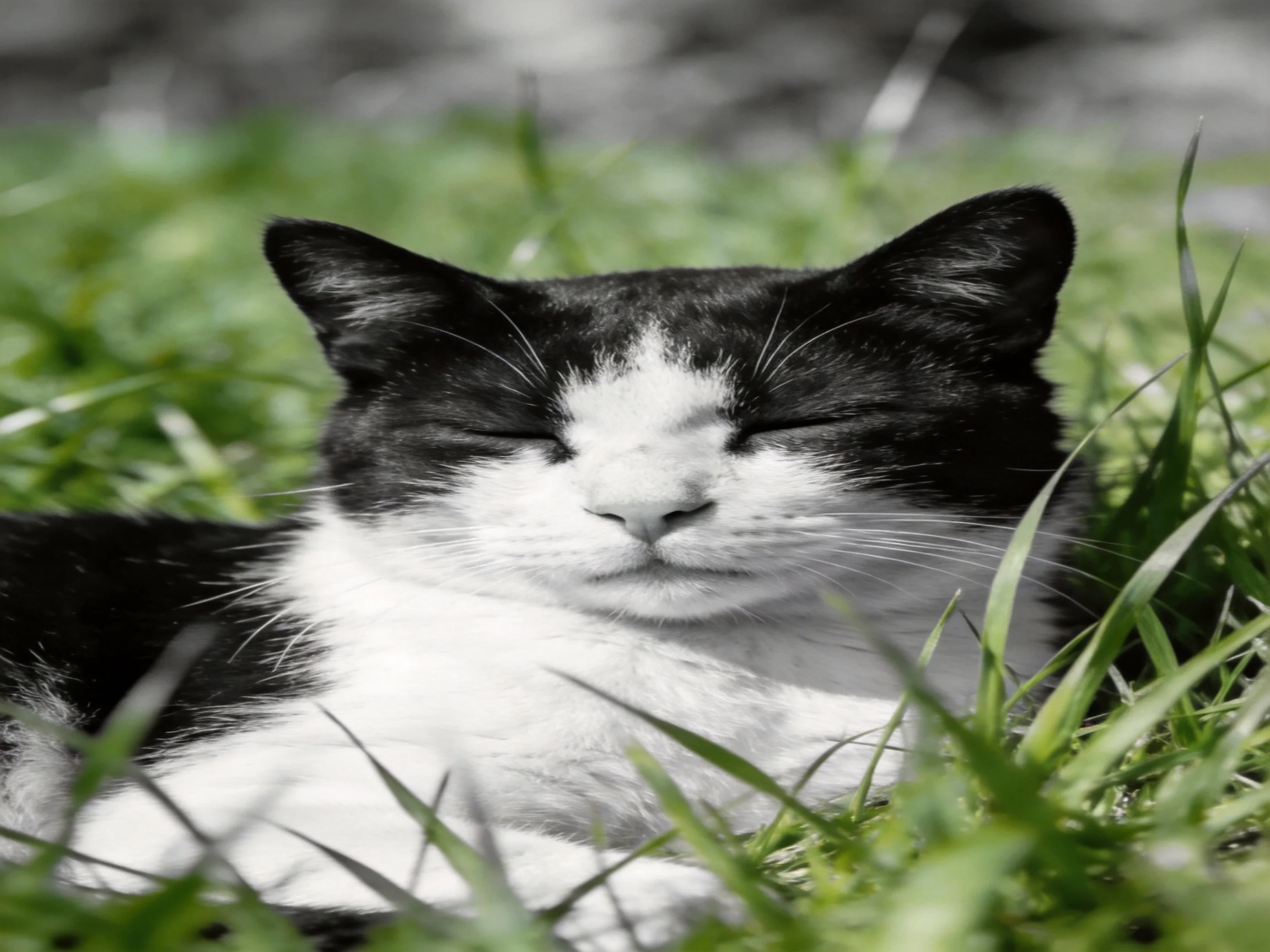 A black and white cat relaxes among tall green grass blades.