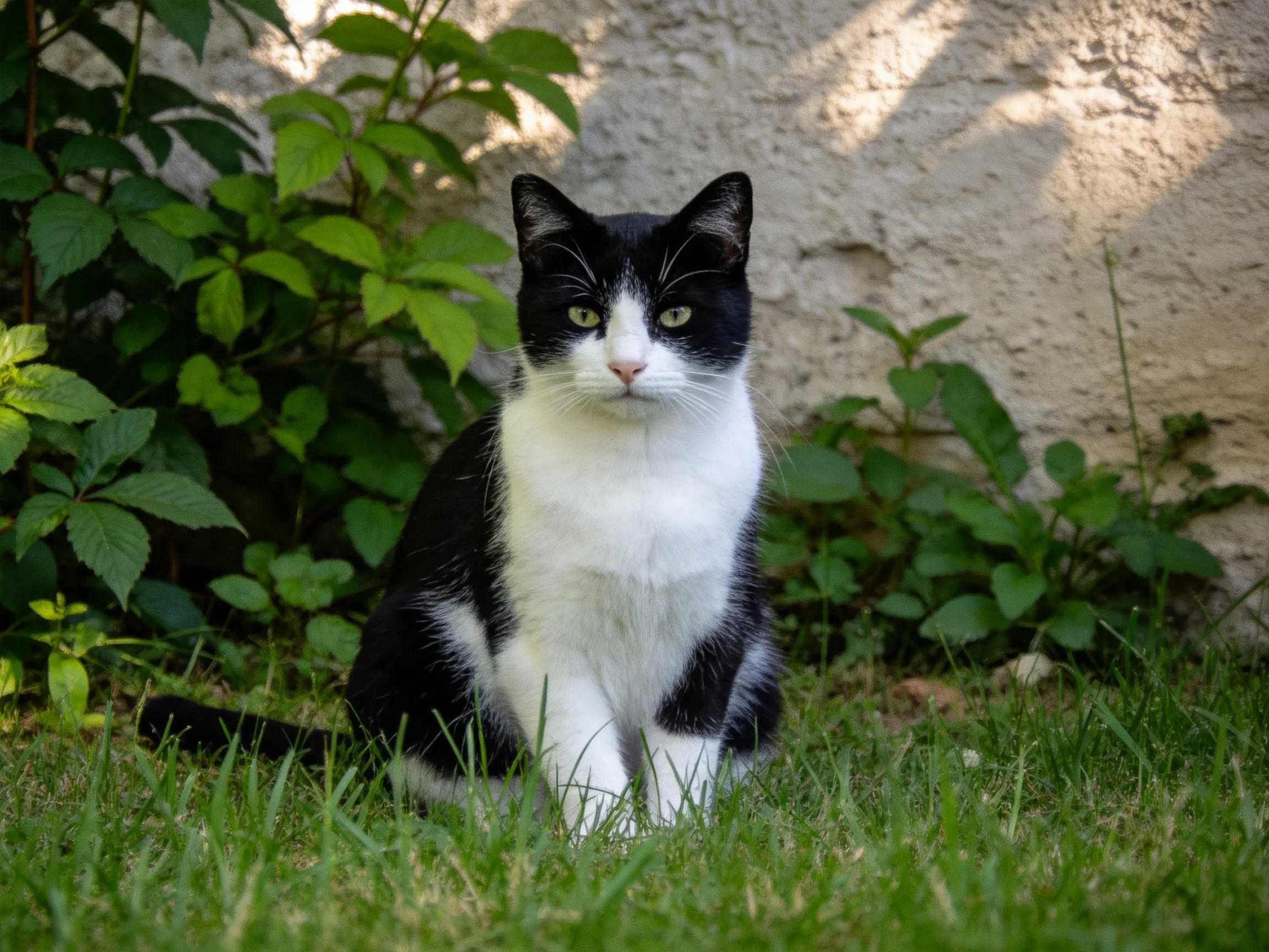 The black and white cat sits in the grass near plants and a stone wall.