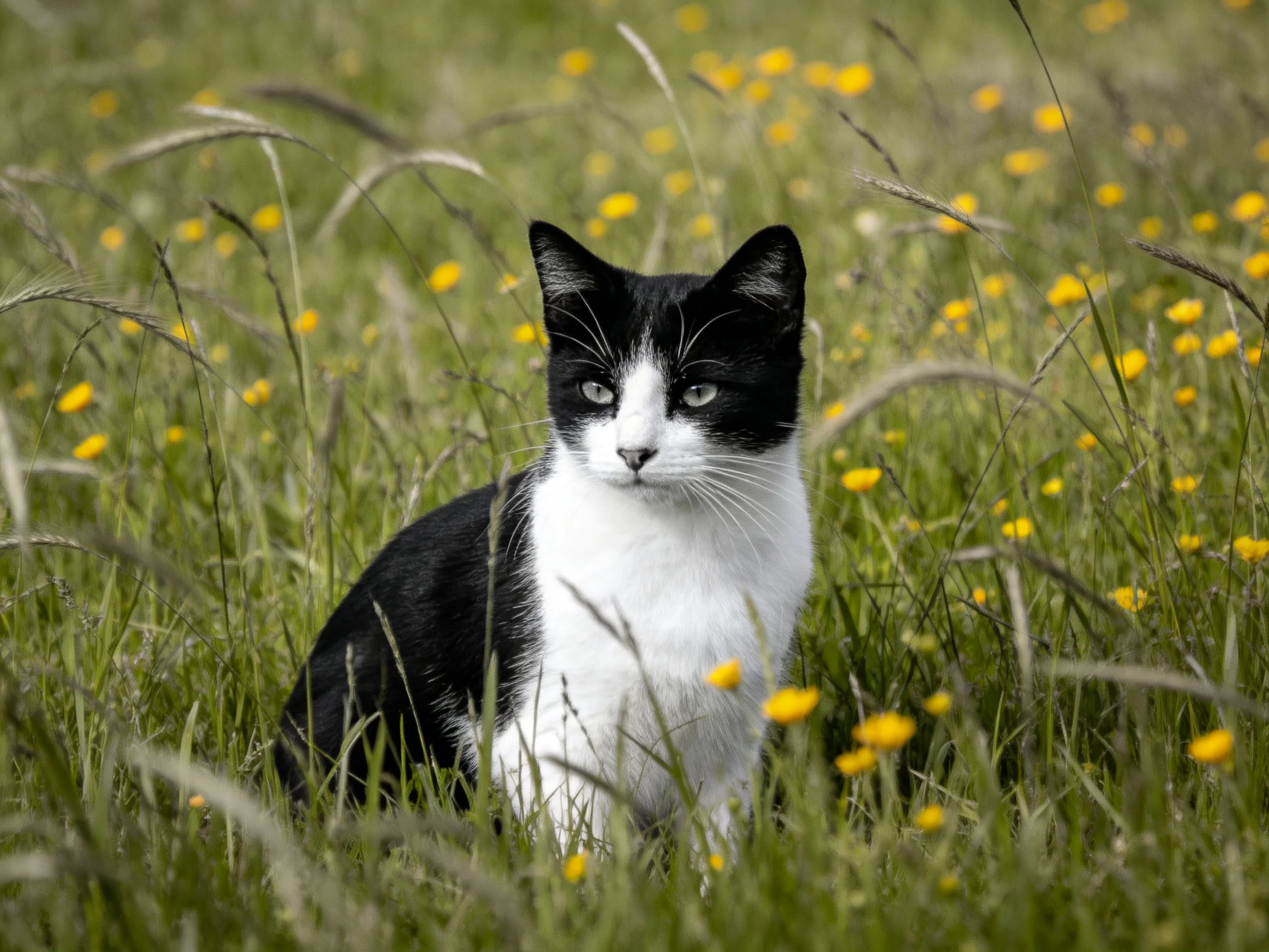 A black-and-white cat rests in a field of tall grass and yellow blooms